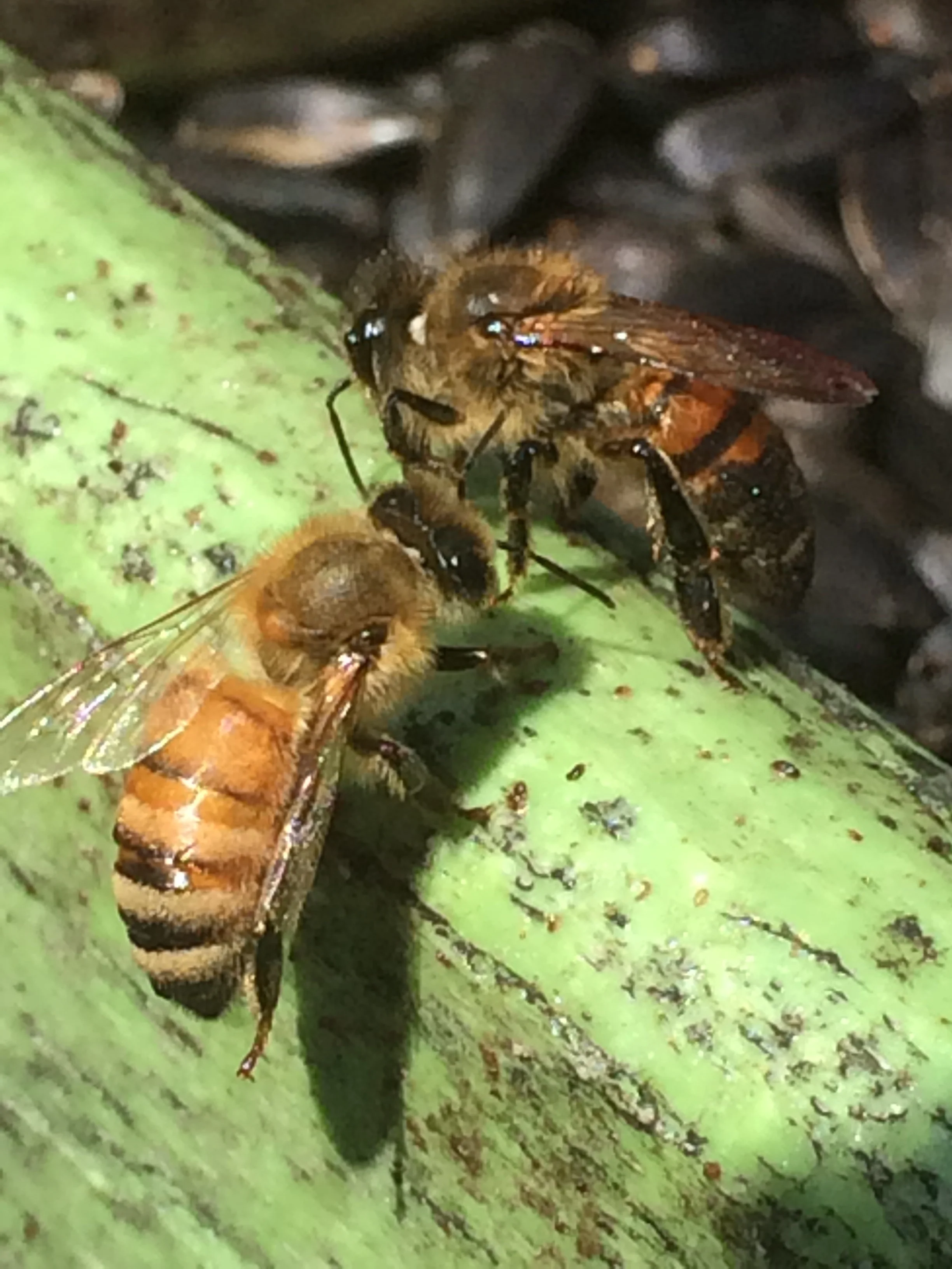 They are the bee’s knees.