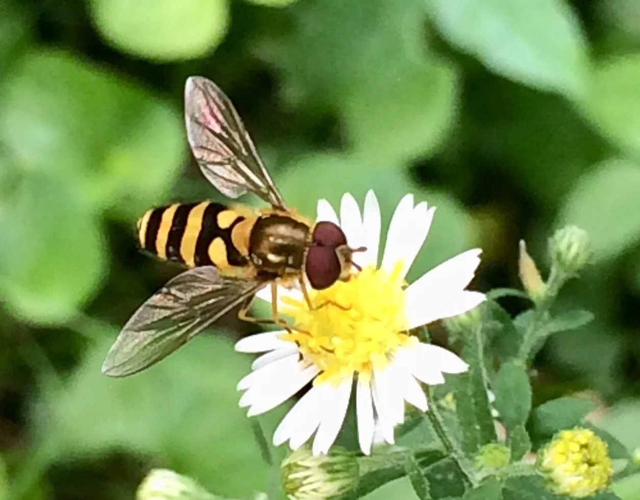 A flower fly or hover fly with a flower, but without a hover.