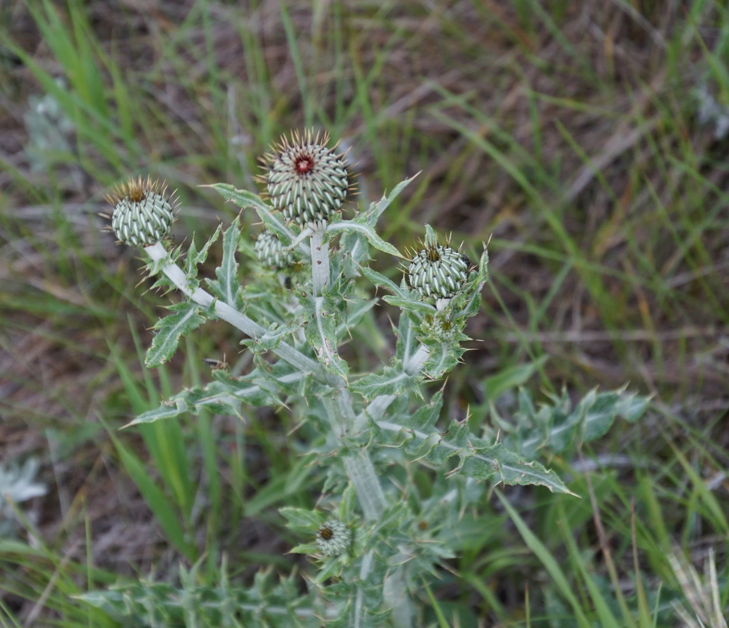 I saw this native thistle in North Dakota in June. I’m thinking Flodman thistle. There is a wavyleaf that can look similar. Either way, it’s a beauty.