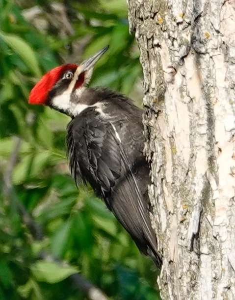 A pileated woodpecker male has a red mustache.