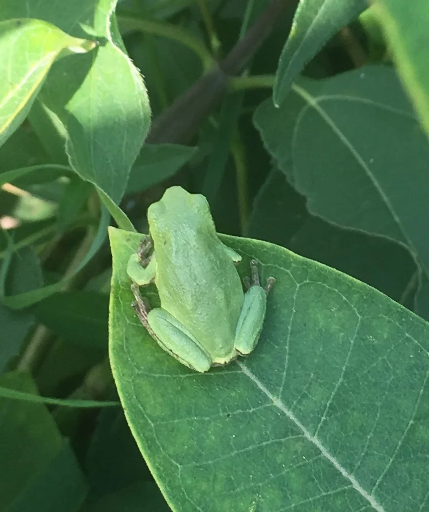 A gray treefrog on a milkweed leaf. Gray treefrogs vary in color depending on the temperature, humidity or color of their habitat.