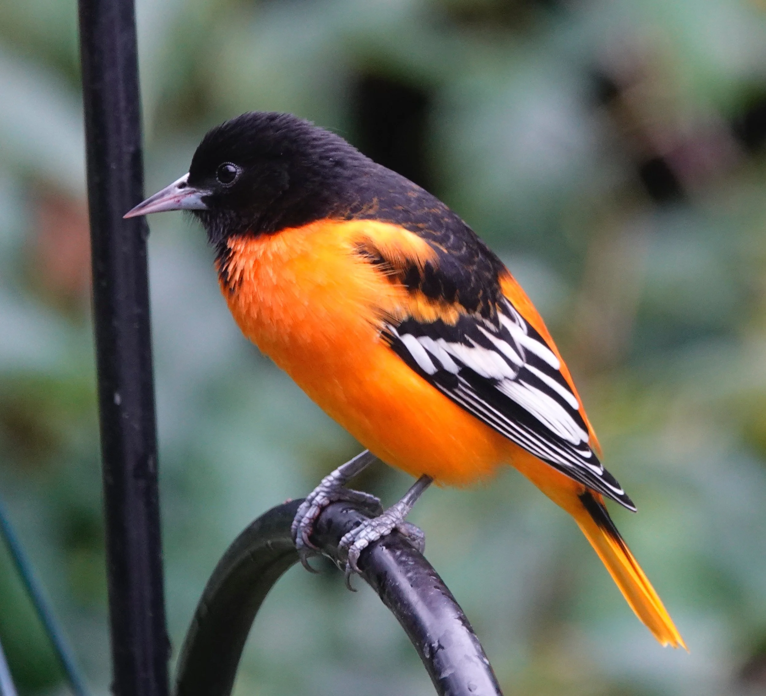 The Baltimore oriole was named because of its similarity to the colors on the heraldic crest of Lord Baltimore.