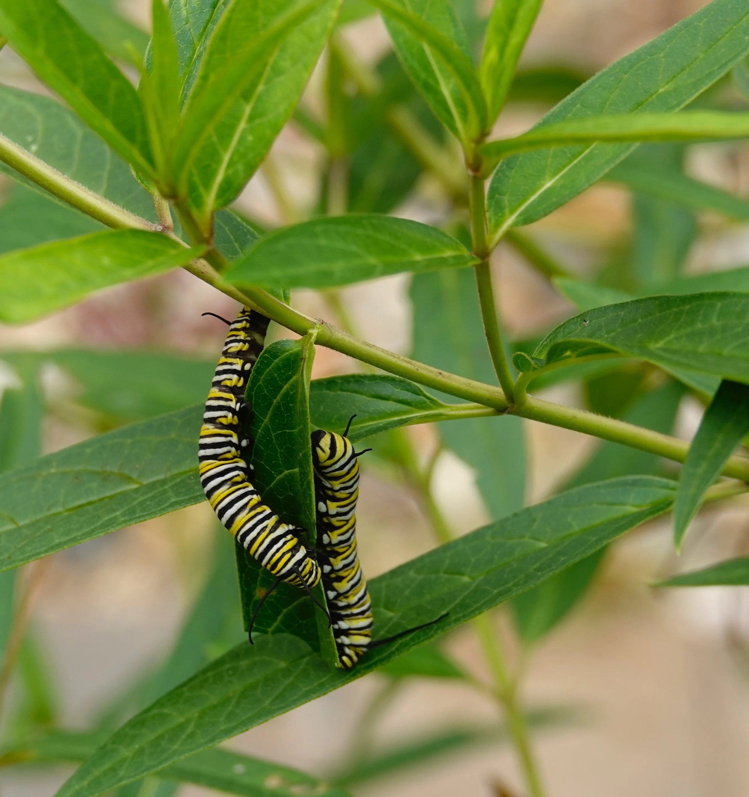 I love plants with plenty of insect appeal, like this swamp milkweed.