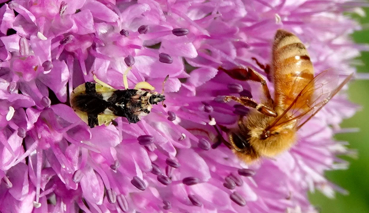 A jagged ambush bug waits in, what else, ambush to prey upon unwary insects.