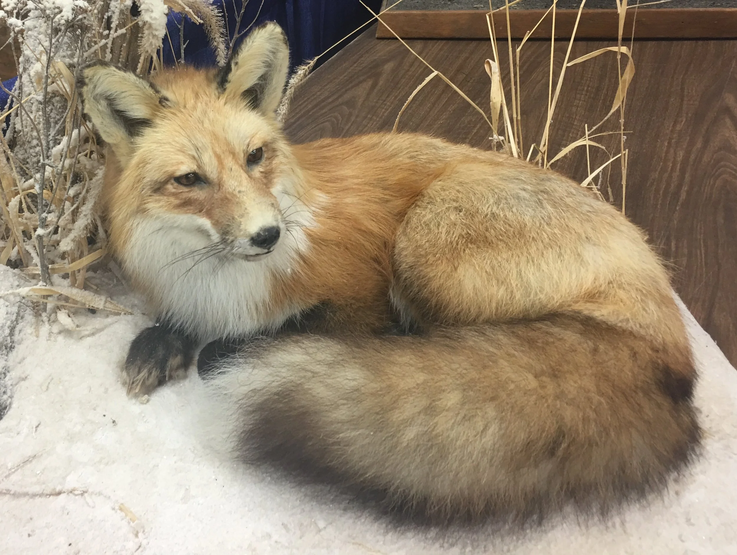 This red fox, a taxidermist’s work displayed at a county fair, shows its diagnostic white-tipped tail.