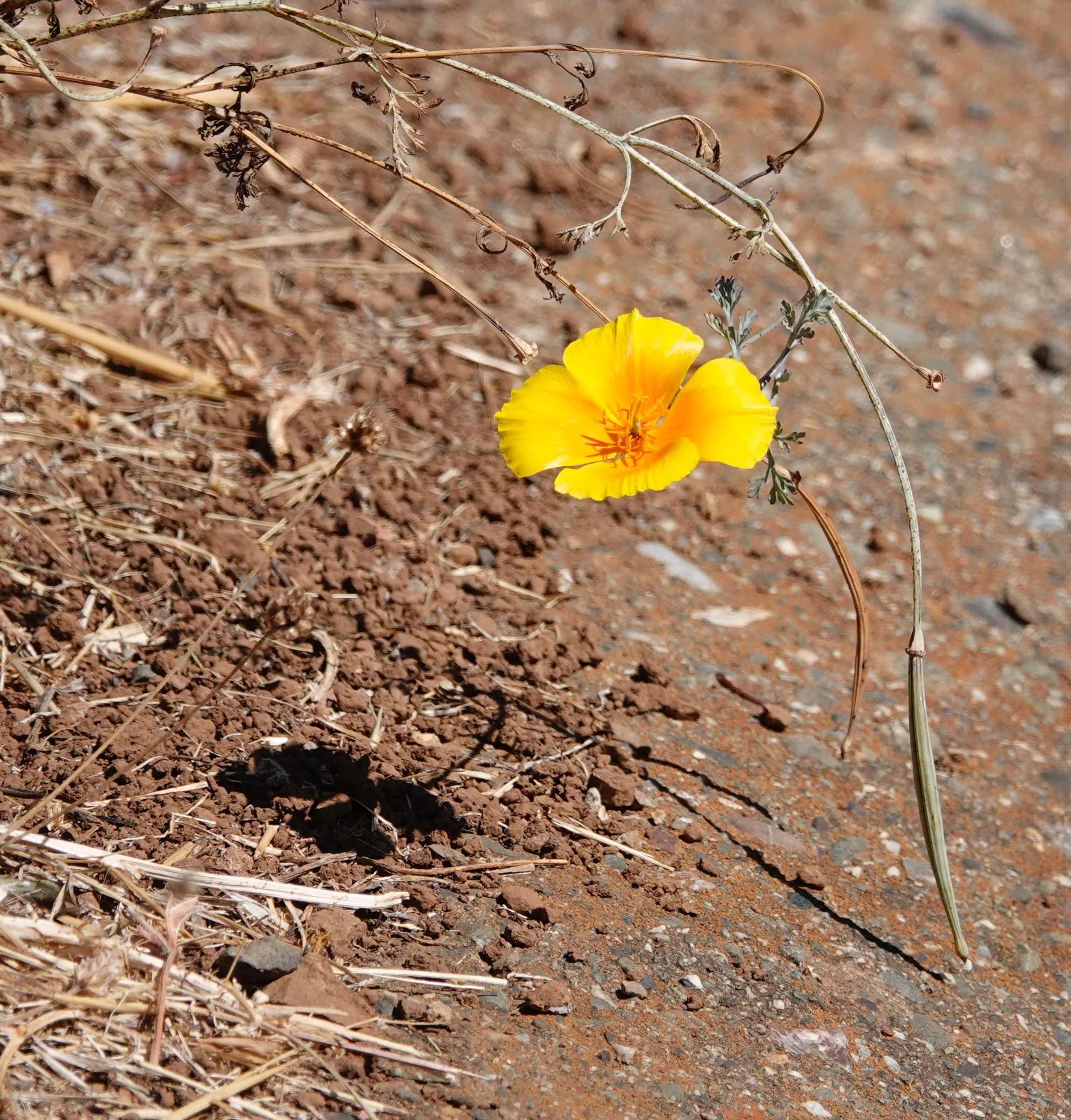 This tiny California poppy, like a kind word, casts a long shadow.