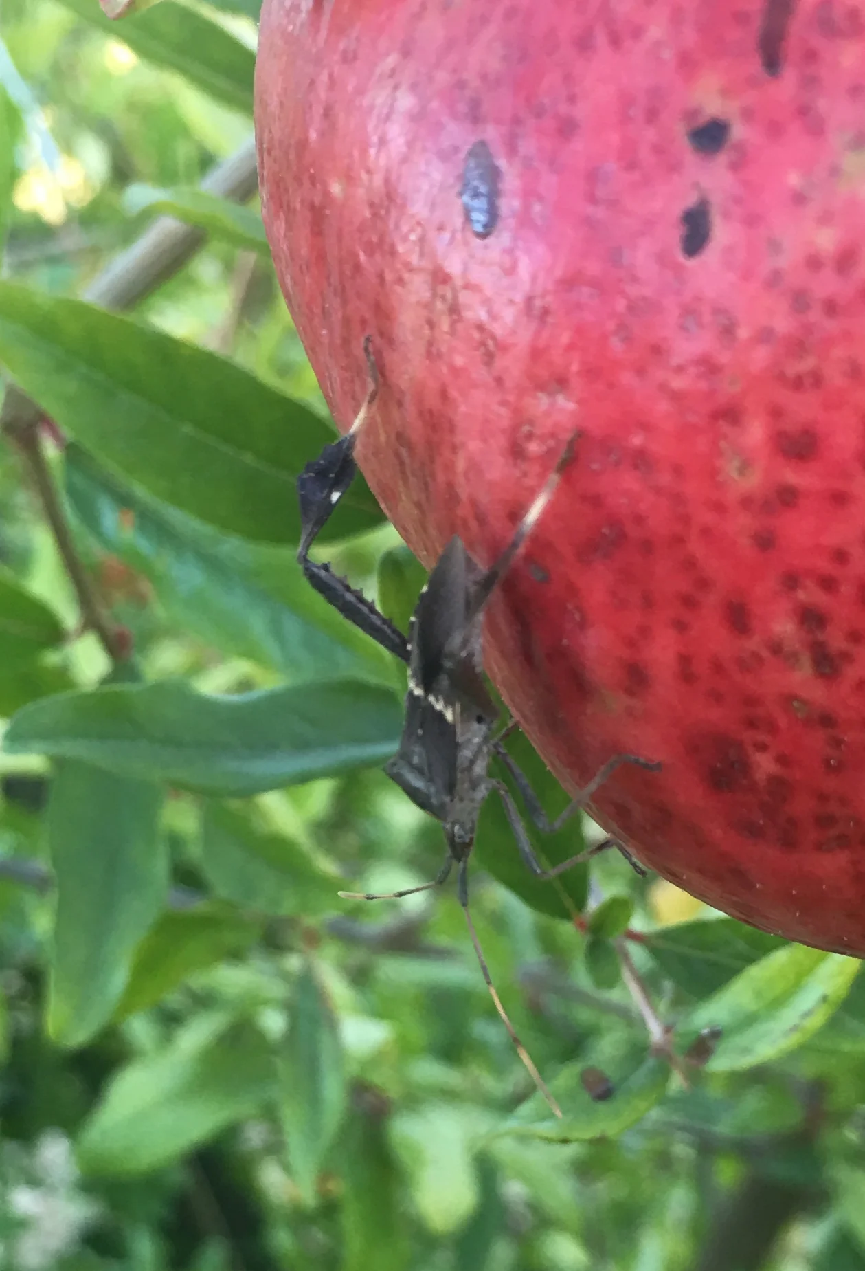 A western leaf-footed bug on a pomegranate on Bouldin Island in California.
