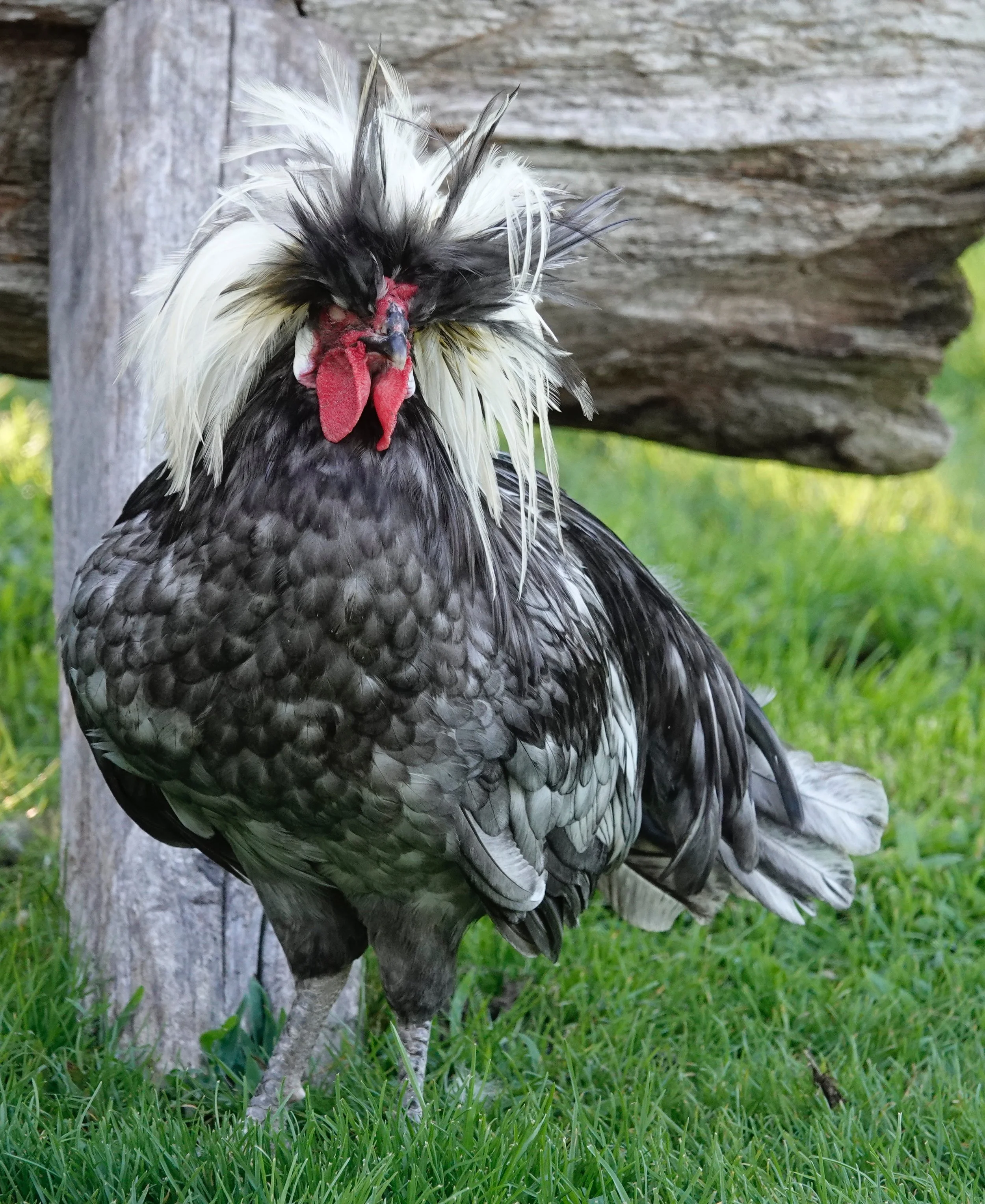A white-crested polish chicken in need of a dab of Brylcreem.