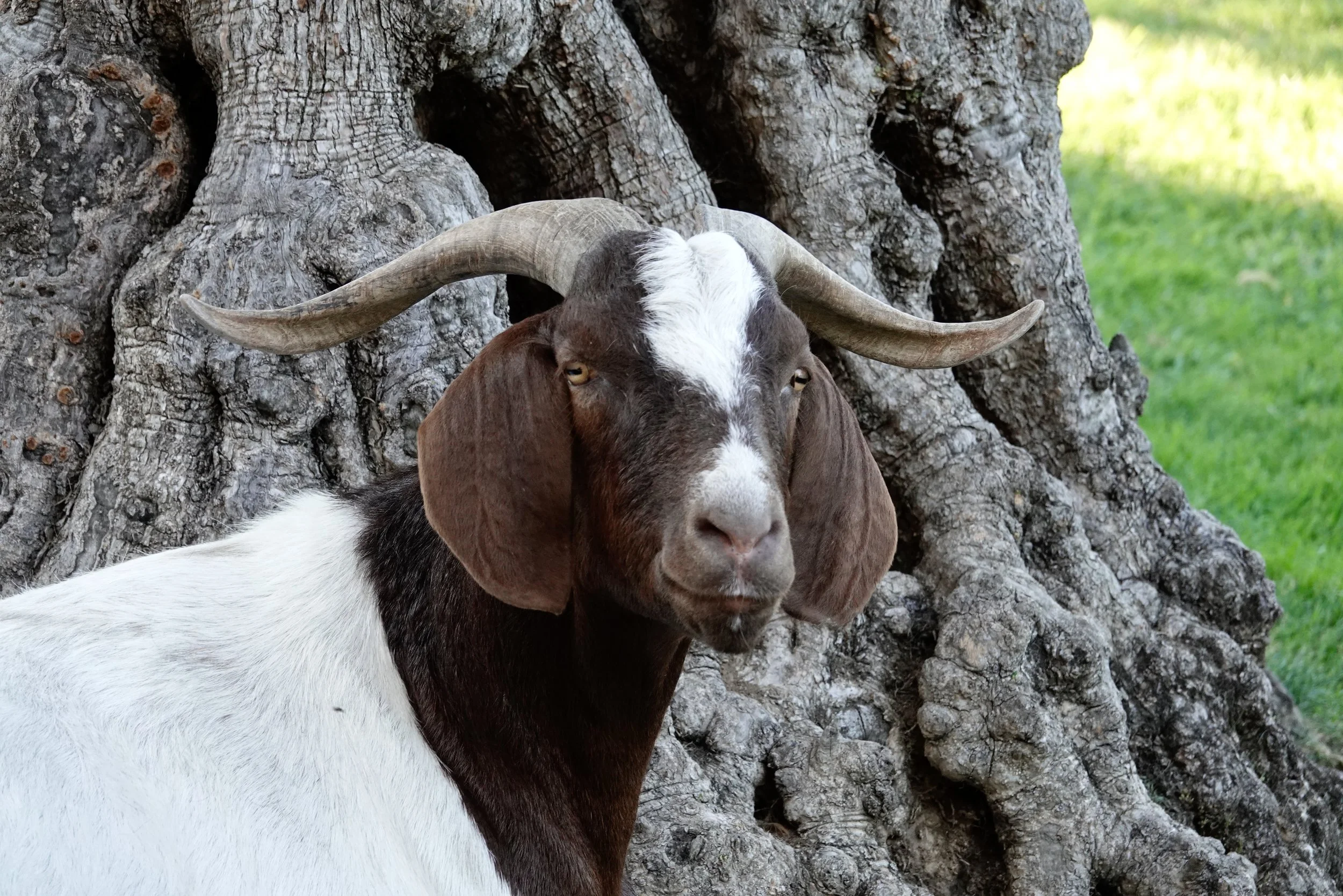 This is not a scapegoat. This is the kind of goat that blames the photographer.