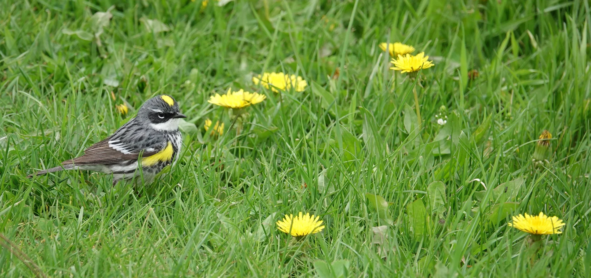 A yellow-rumpled warbler found comfort with the dandelions.