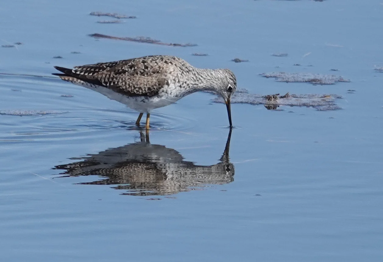 This lesser yellowlegs seemed narcissistic.