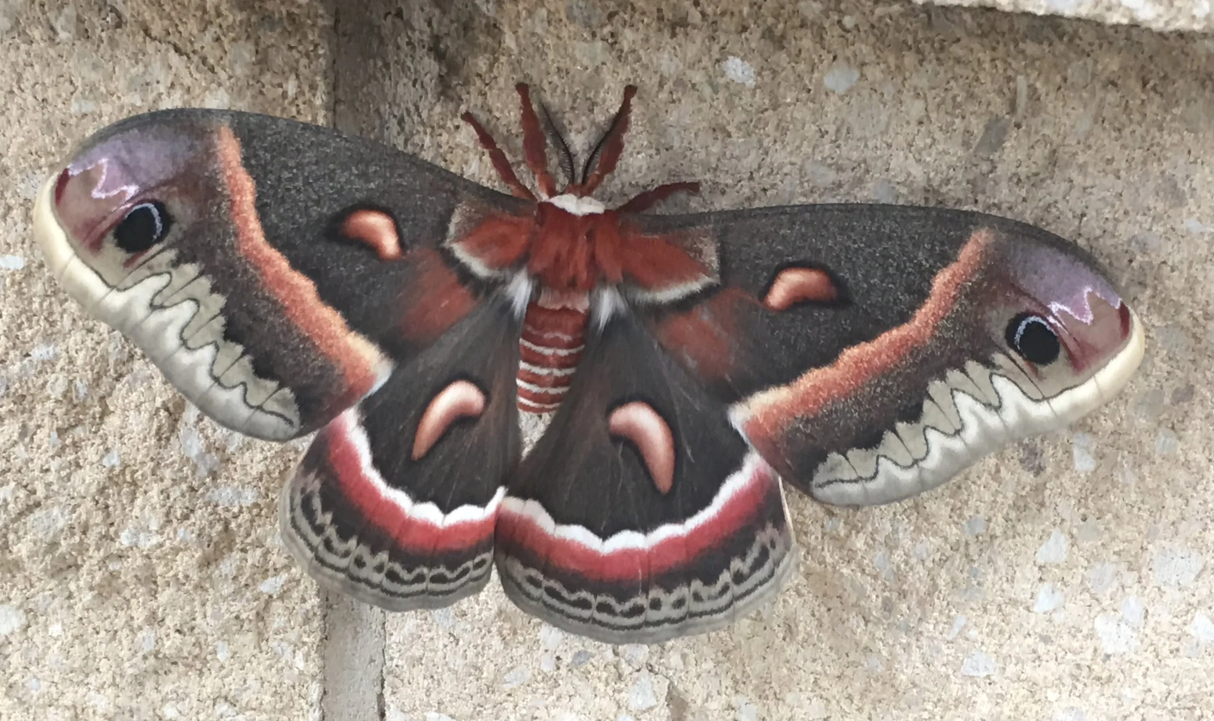 This cecropia, North America’s largest native moth, was seen not just hanging around a bank. It was hanging onto a bank.