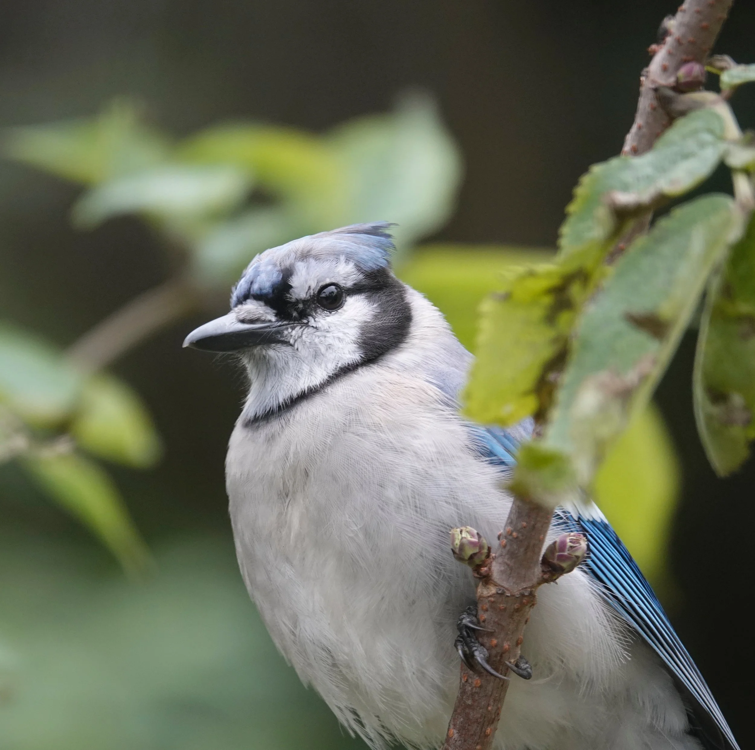 Mark Twain wrote “you never see a blue jay get stuck for a word.”