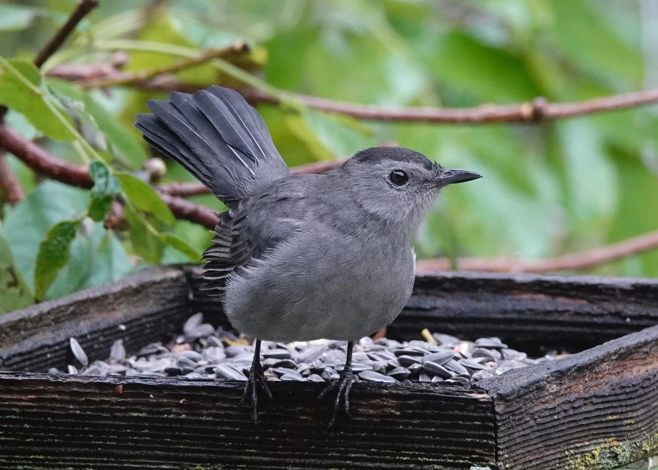 Red Barber, the baseball broadcaster, said that "sitting in the catbird seat" meant "sitting pretty, like a batter with three balls and no strikes on him." Here is a local catbird seat.