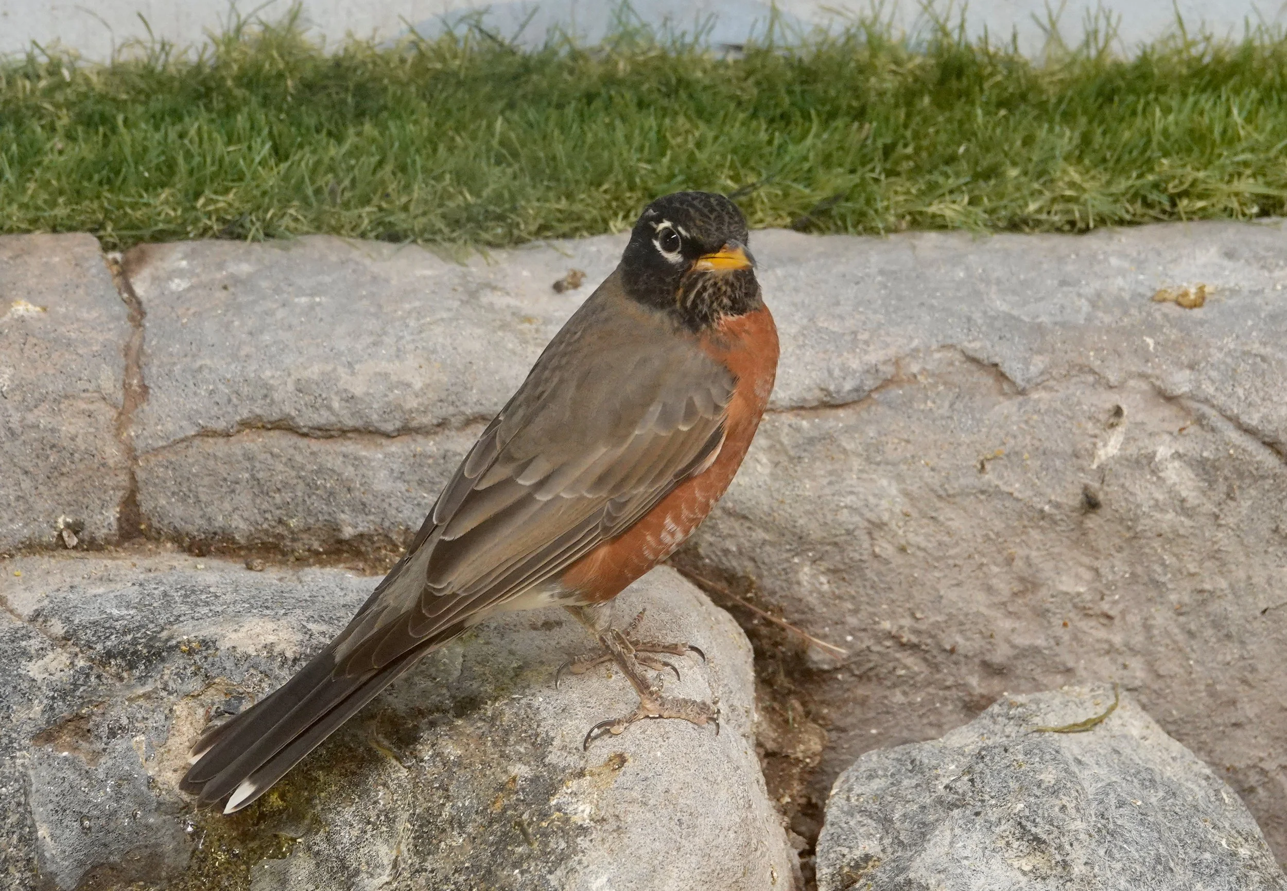 This is an exceptional version of a Minnesota robin. Western populations of the American robin are often paler than eastern populations and have almost no white at the tail corners.