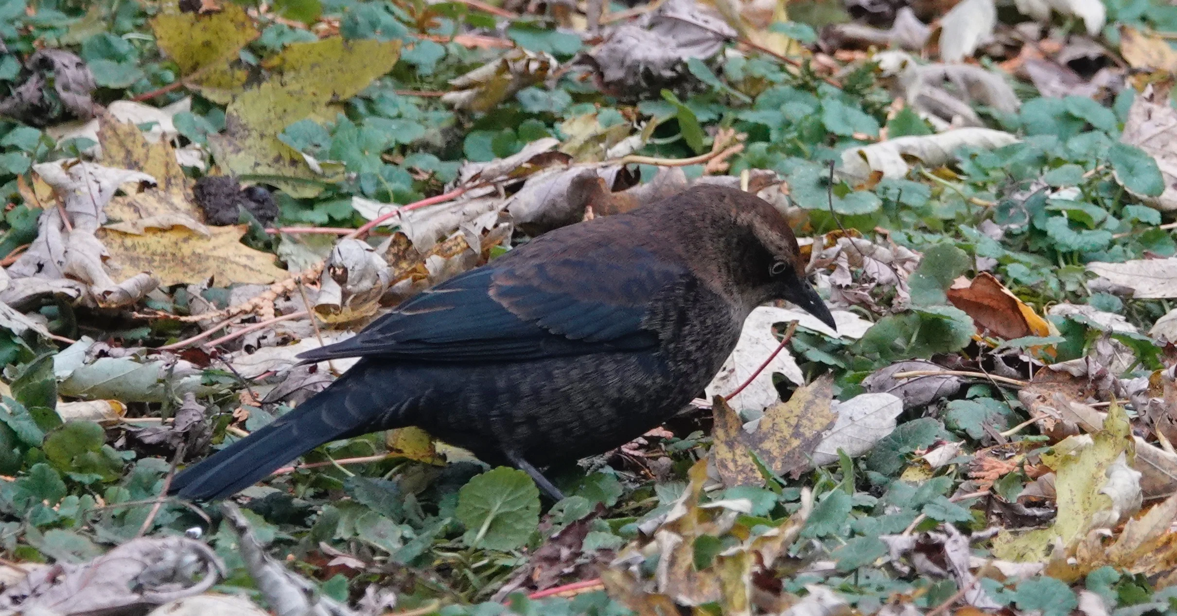 The rusty blackbird, a species with declining numbers, has been seen in good numbers at Hawk Ridge in Duluth. That is great news!