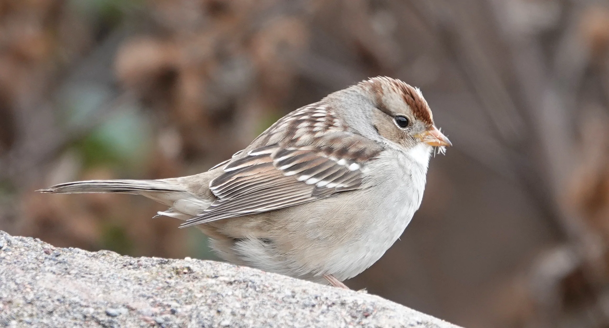 A white-crowned sparrow enjoying its first fall.