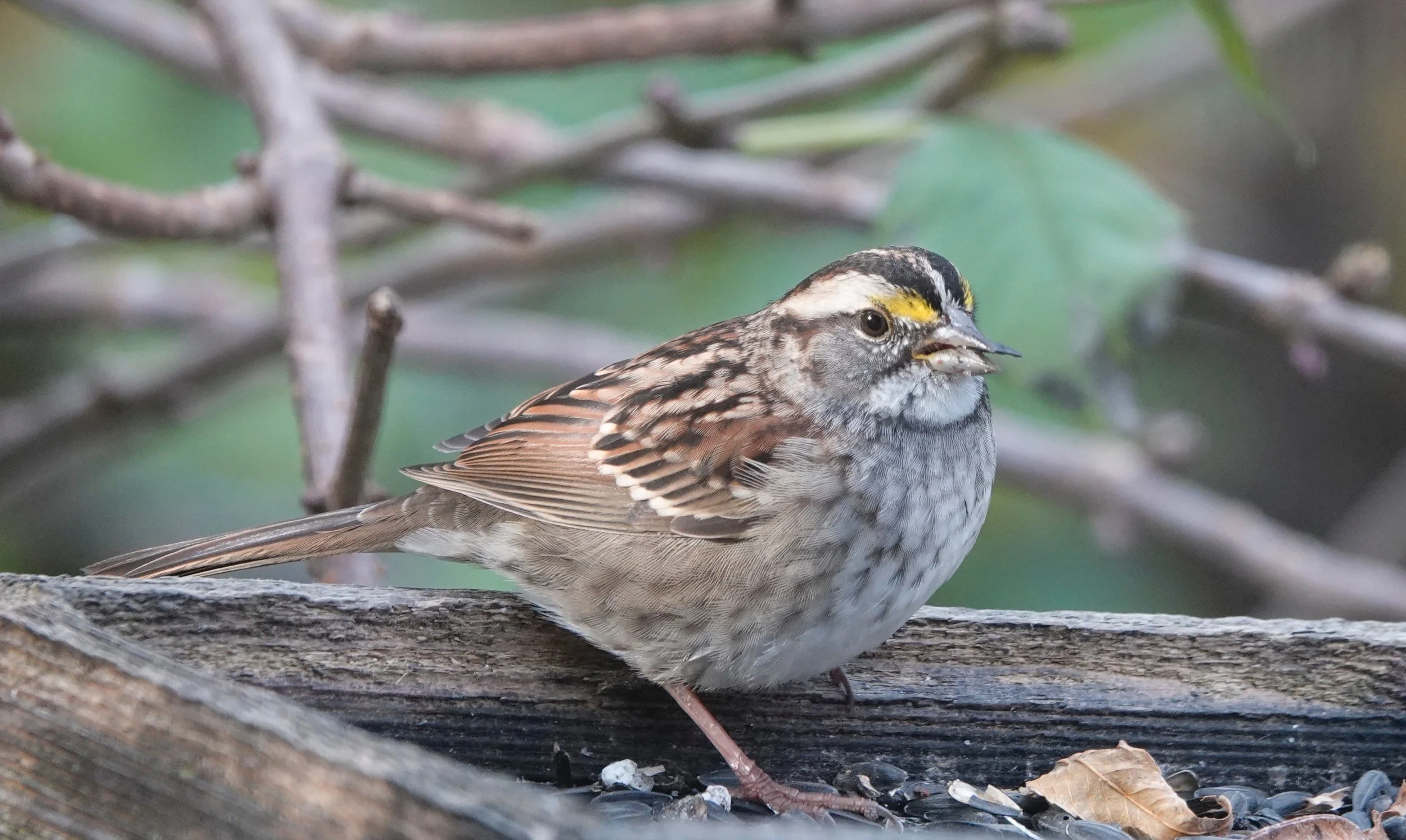 A white-throated sparrow considers costume possibilities for its first Halloween