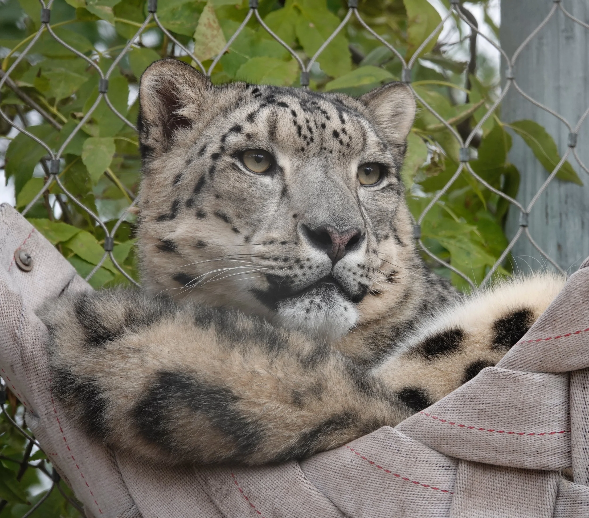 A snow leopard in a hammock at the Lake Superior Zoo.