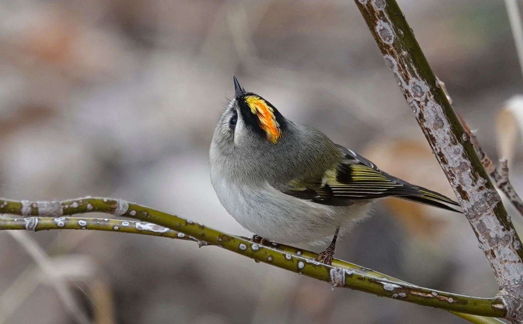 A golden-crowned kinglet is Mark Rothko’s painting “Orange and Yellow” given wings.