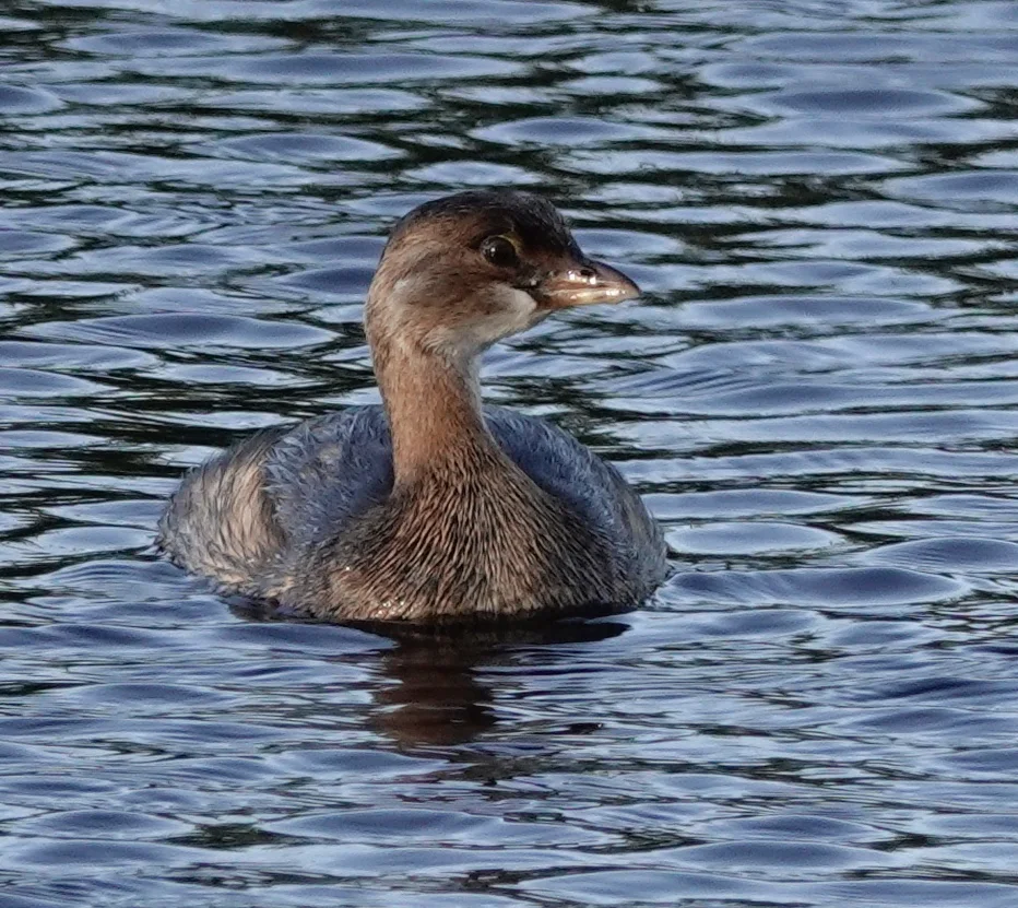 The pied-billed grebe eats its own feathers.