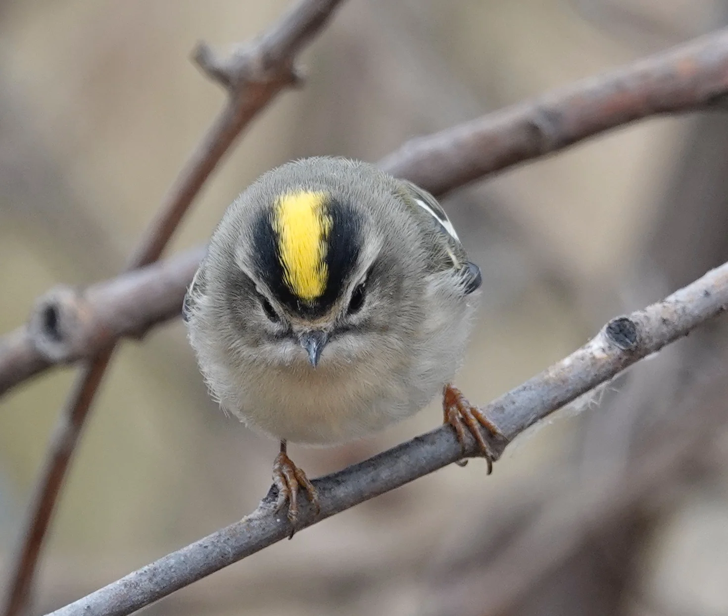 Each of a golden-crowned kinglet's nostrils is covered by a single feather.
