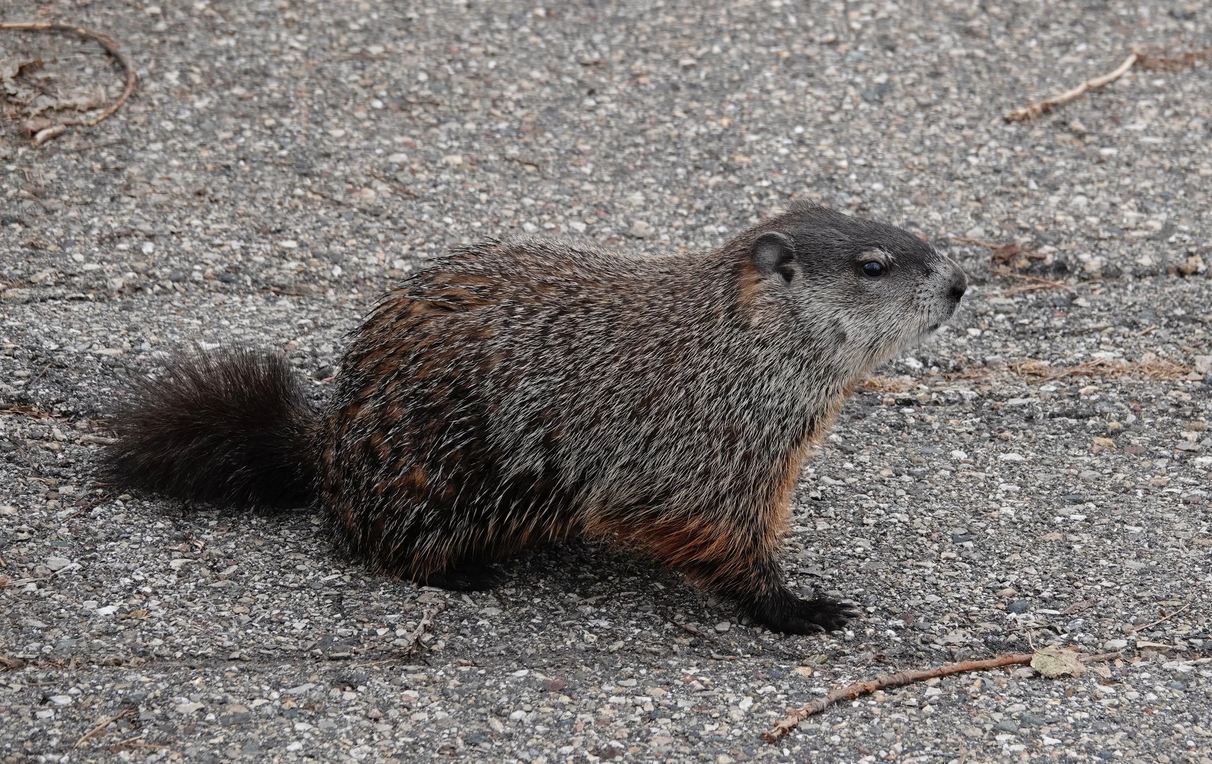 A groundhog, woodchuck, whistle-pig or land-beaver.