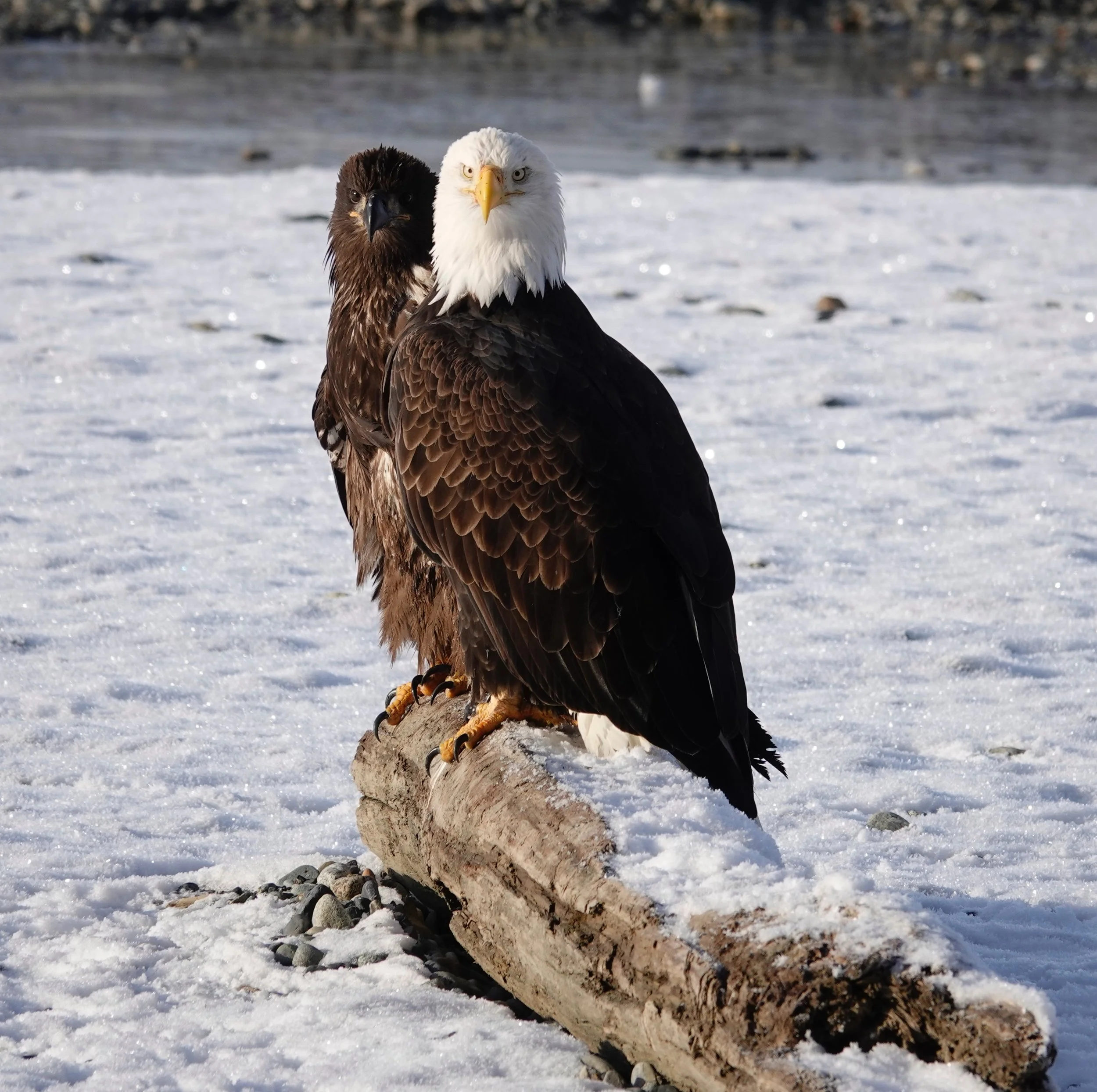OK, bald eagles, look at the camera and smile.