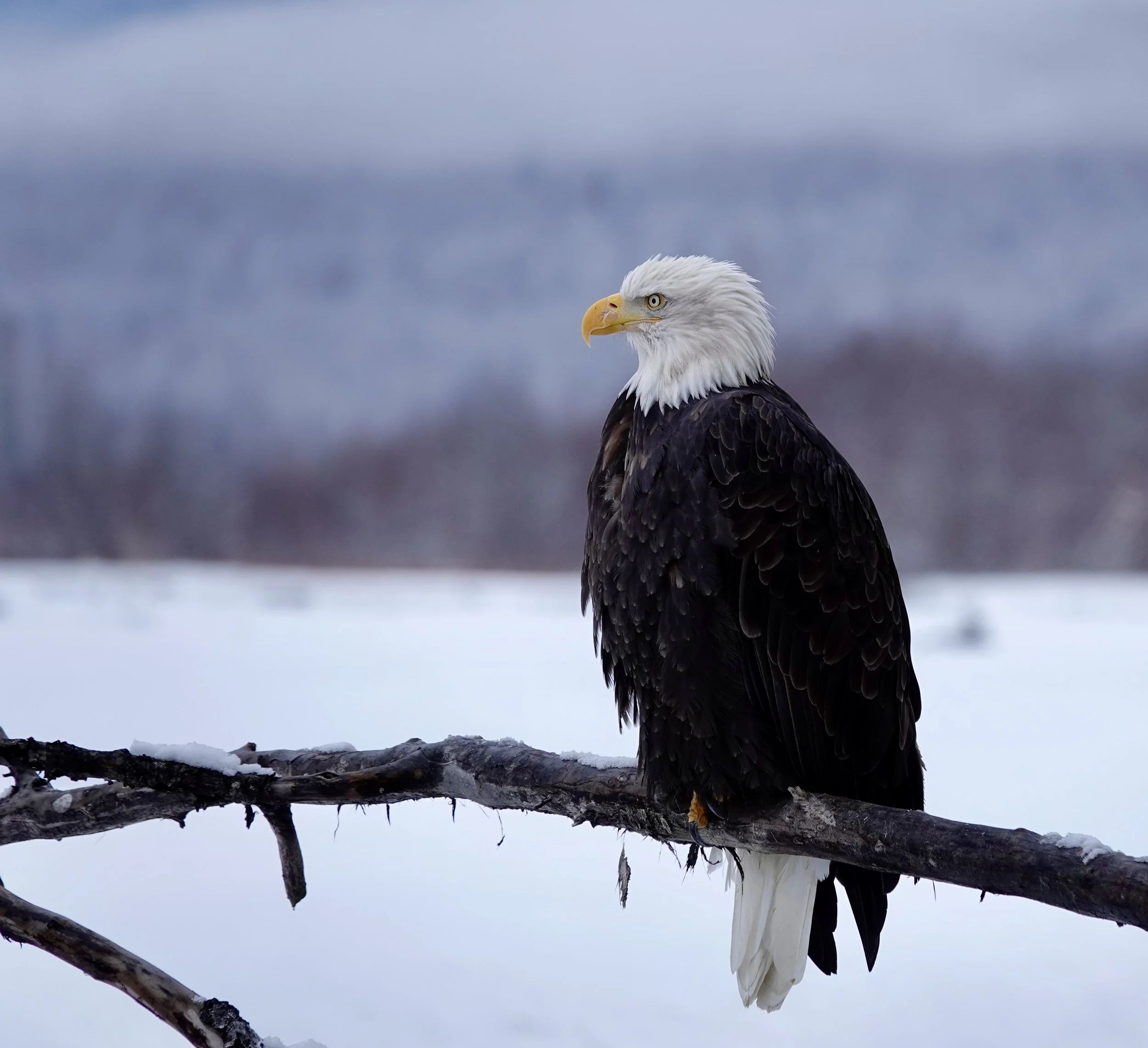 An eagle on a stick.
