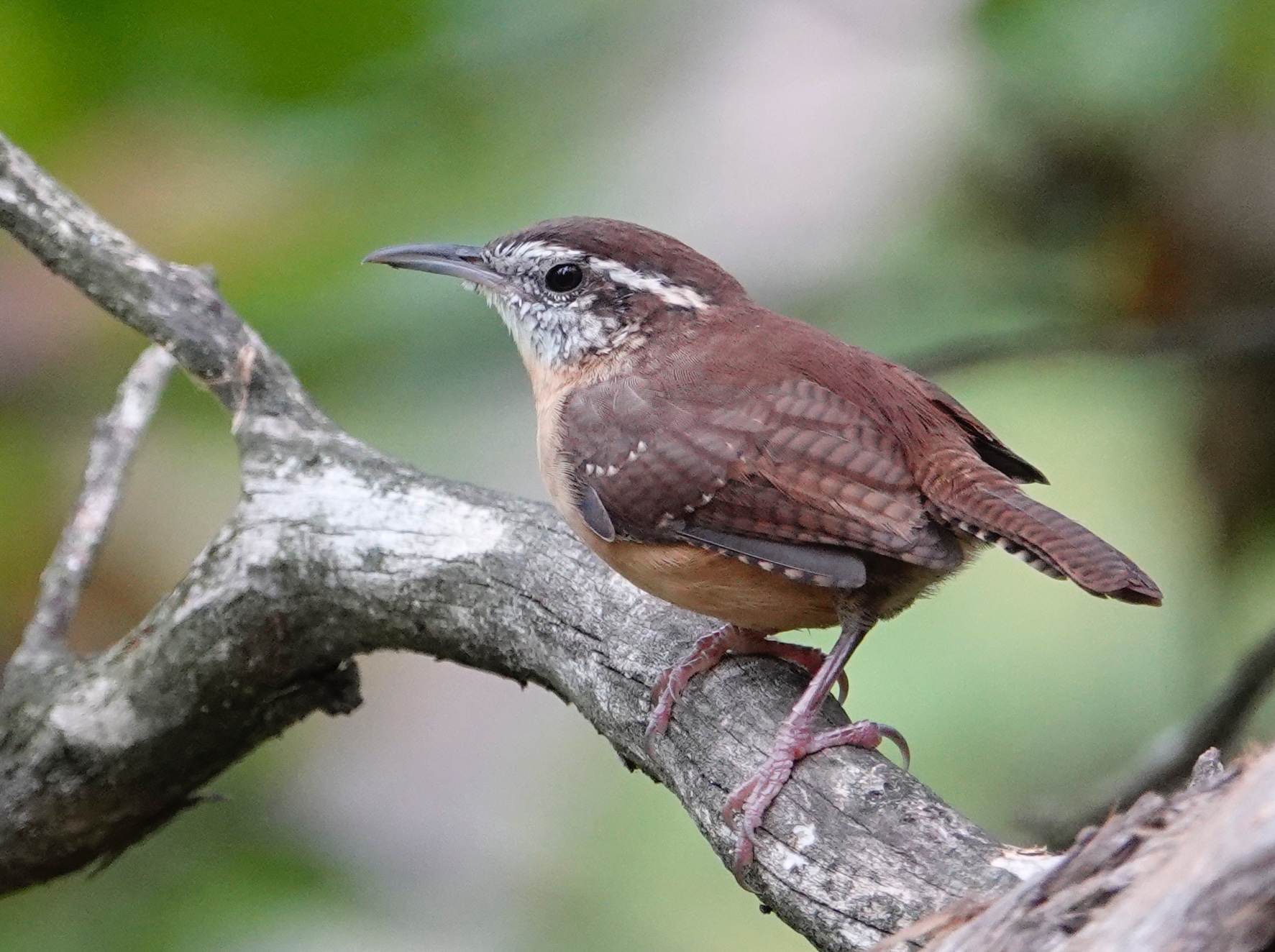 The hardy Carolina wren has been wintering farther north in recent years. - Al Batt/Albert Lea Tribune