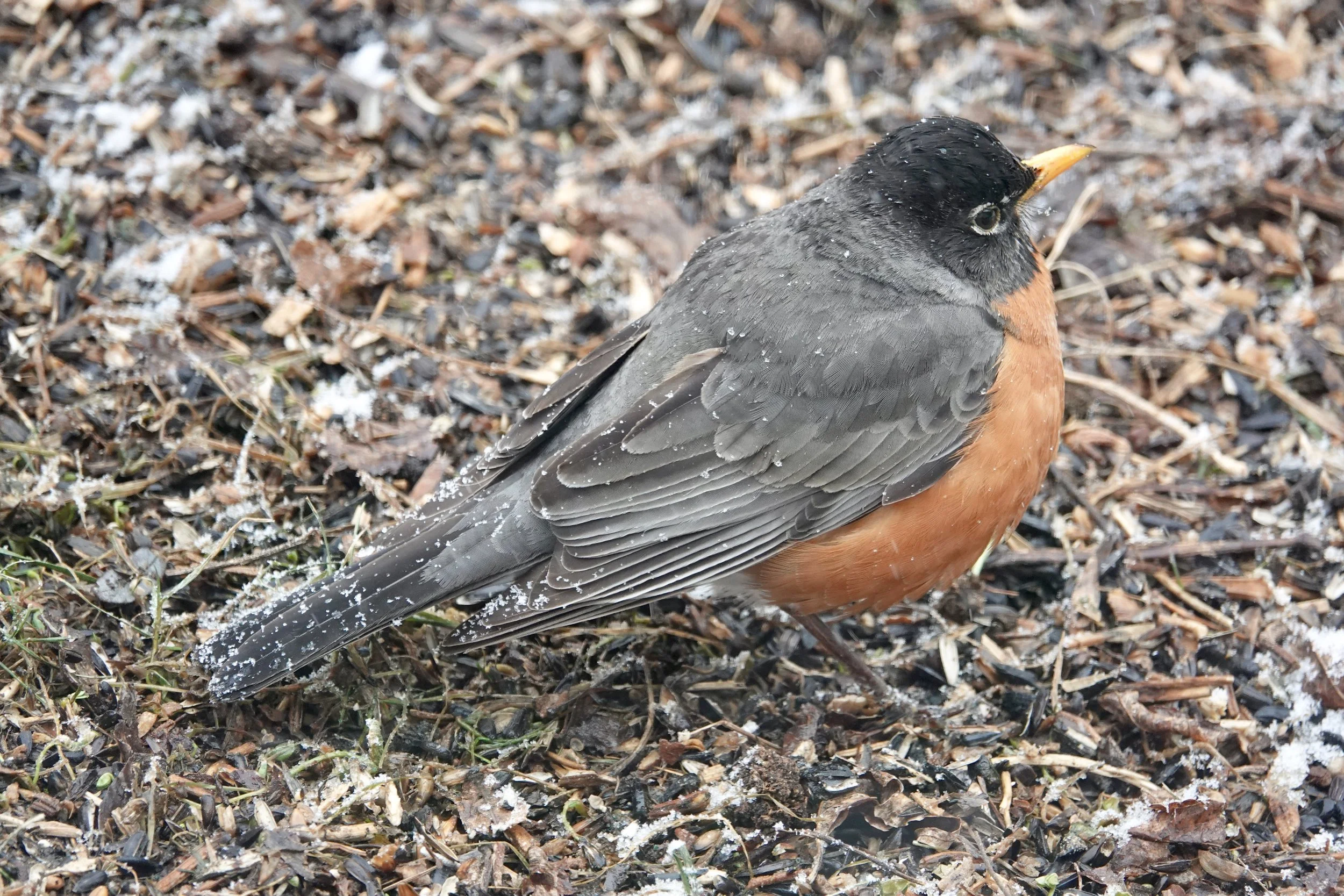 It was like snow running off a robin’s back.