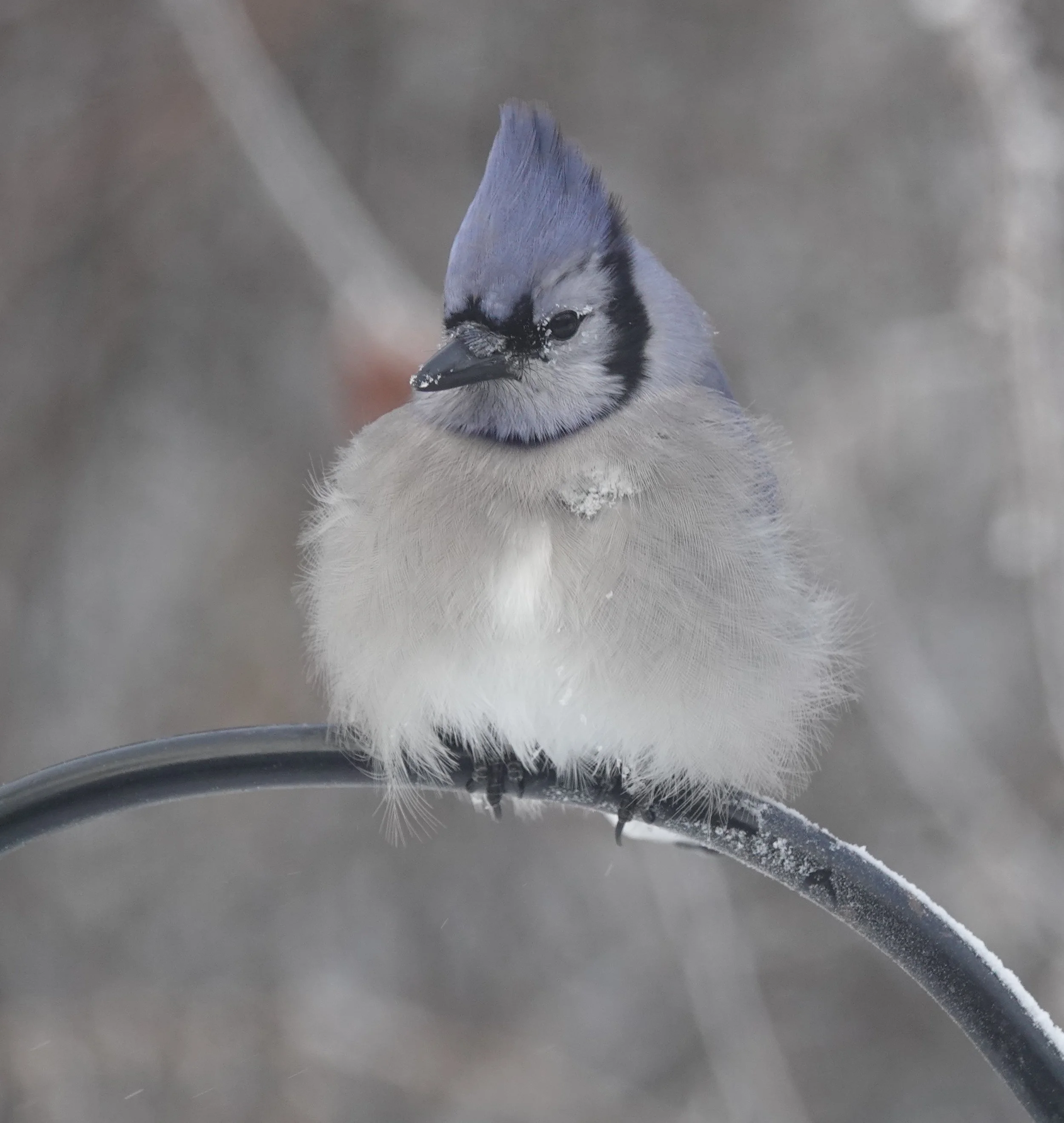 On cold days, being fluffy is a good thing to be.