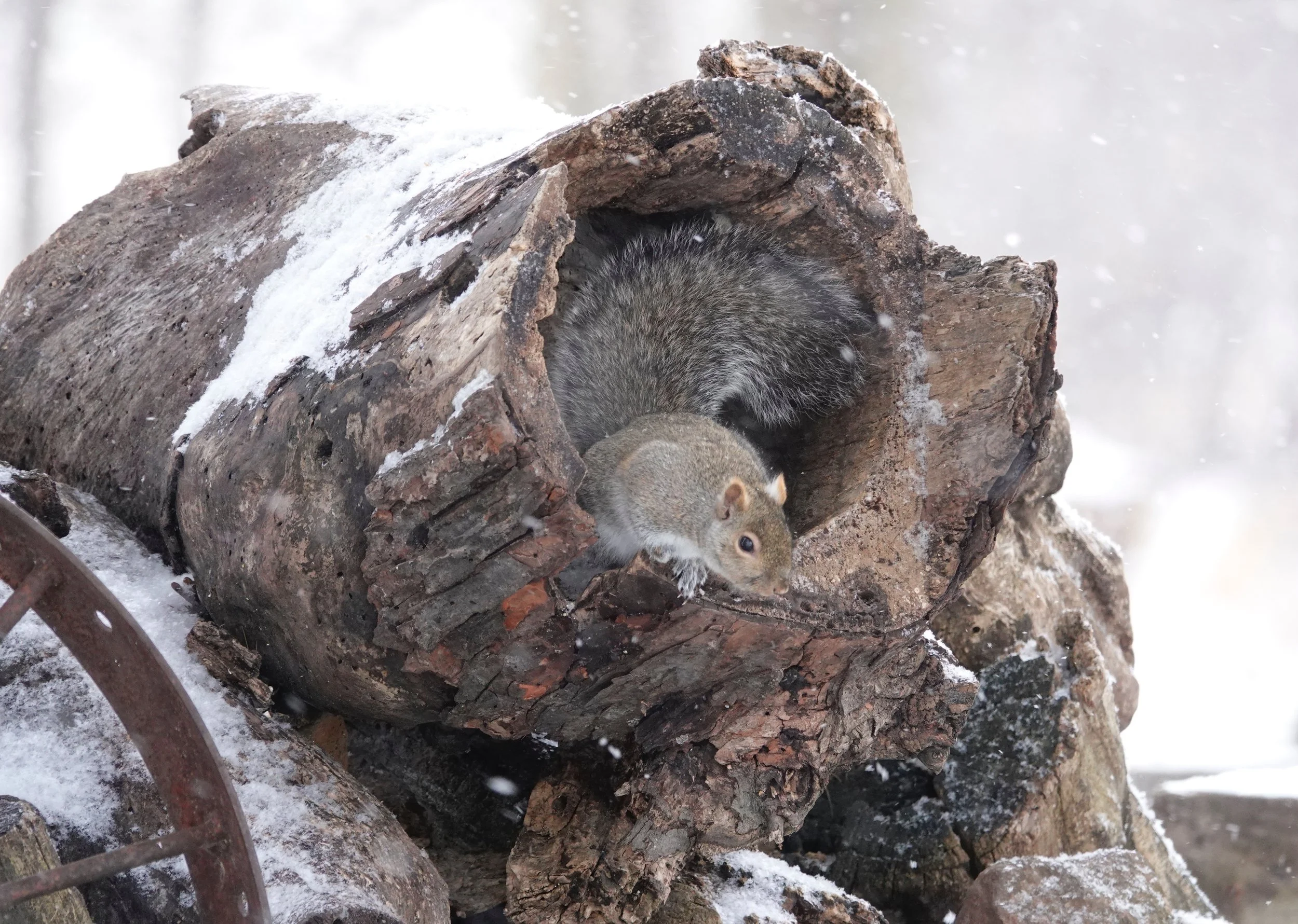 A squirrel logging in for the day.