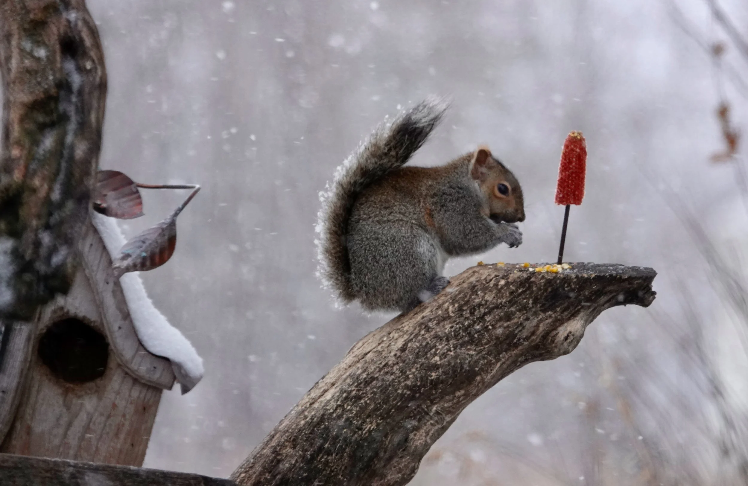 It appeared to be a corncob popsicle.