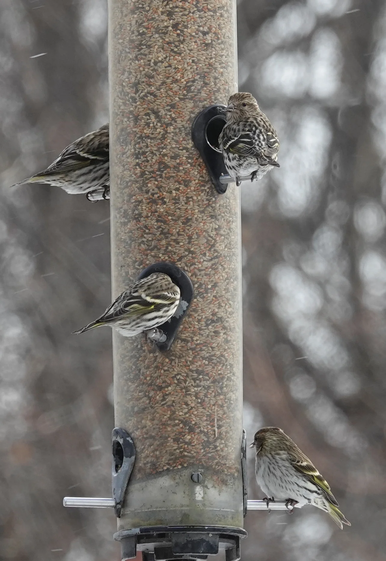 There have been pine siskins at every port but one.