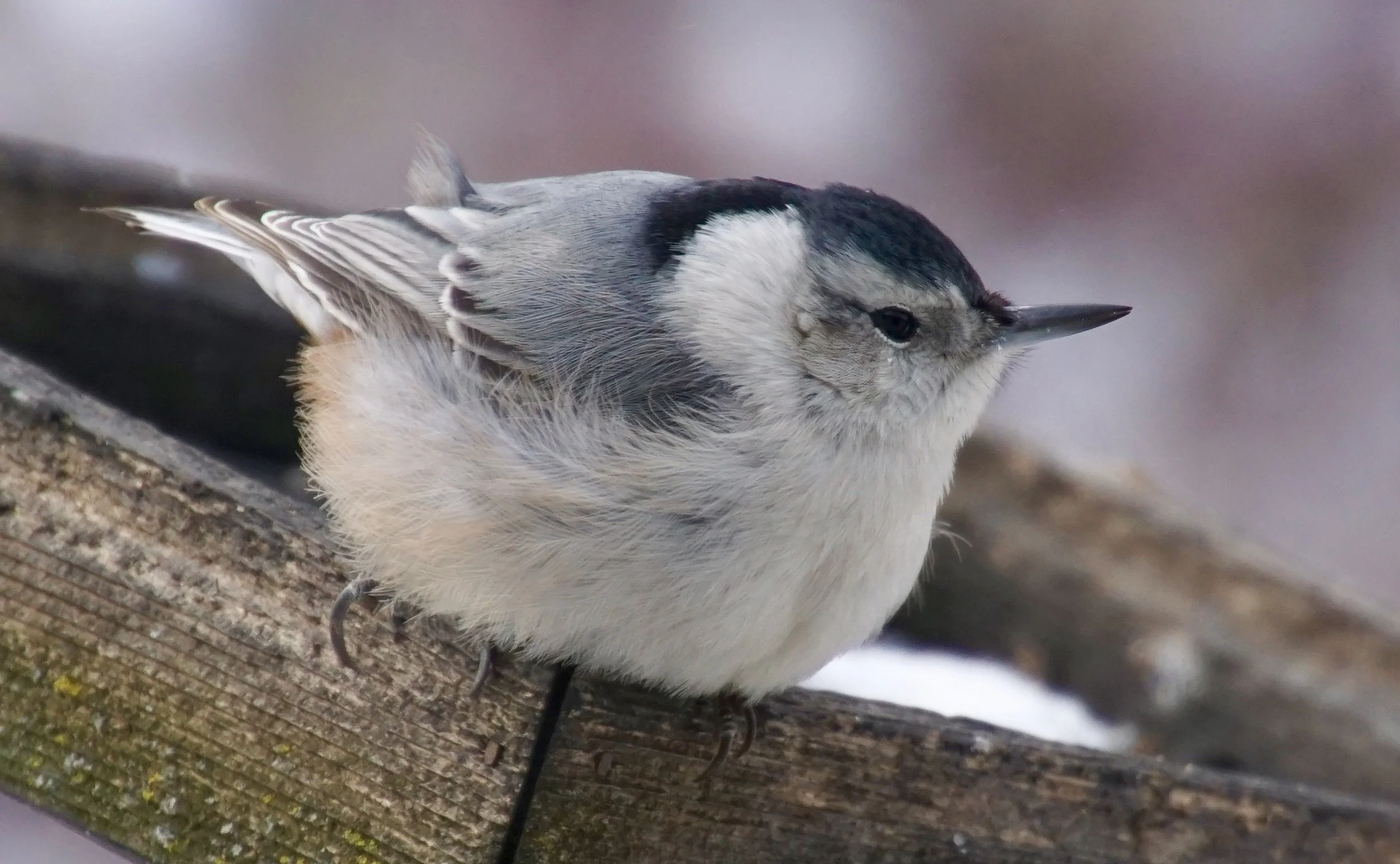 This tiny bird, the white-breasted nuthatch, is the largest of the five species of nuthatches found in North America.