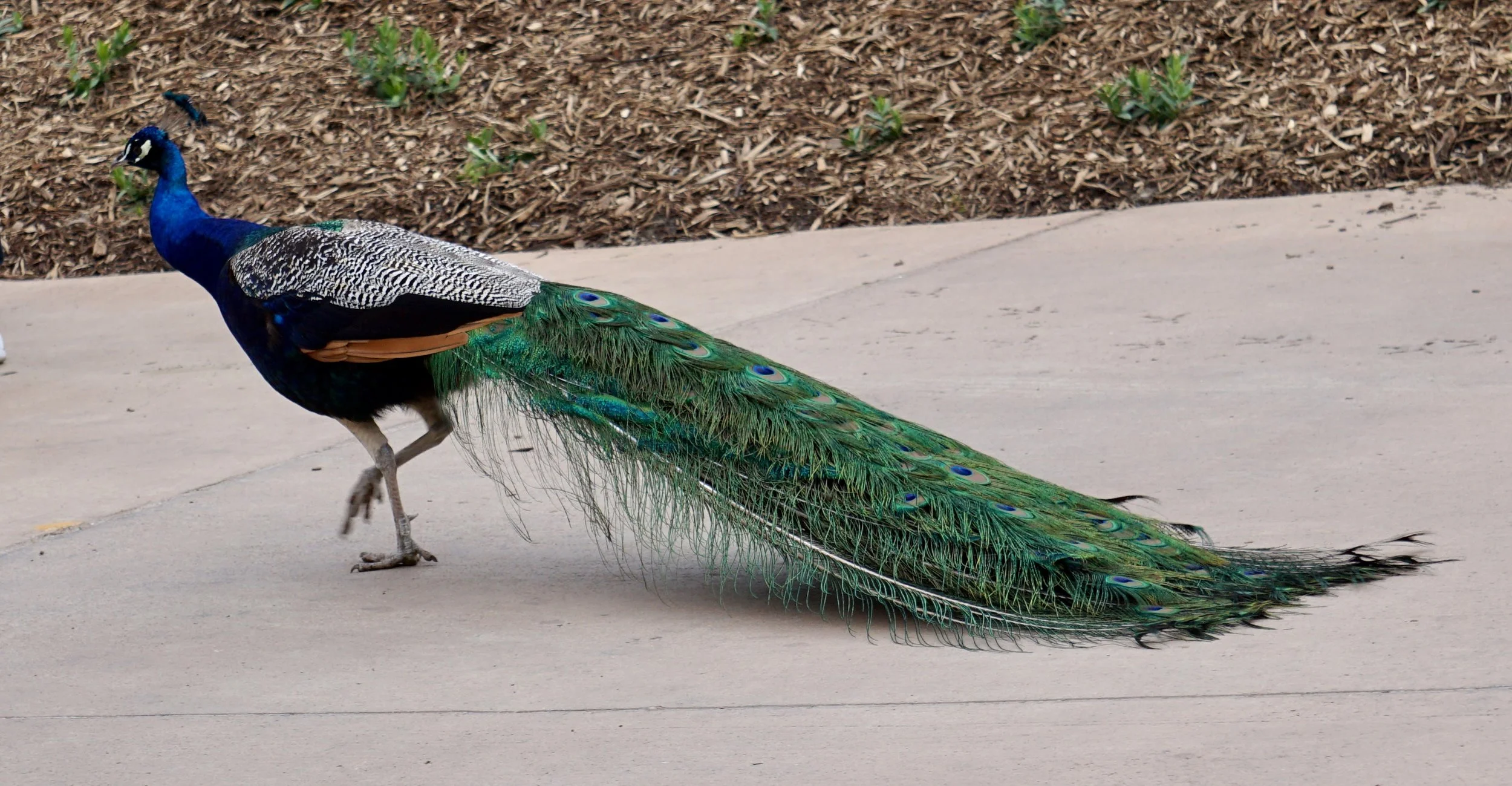 Having a long tail can be a real drag.