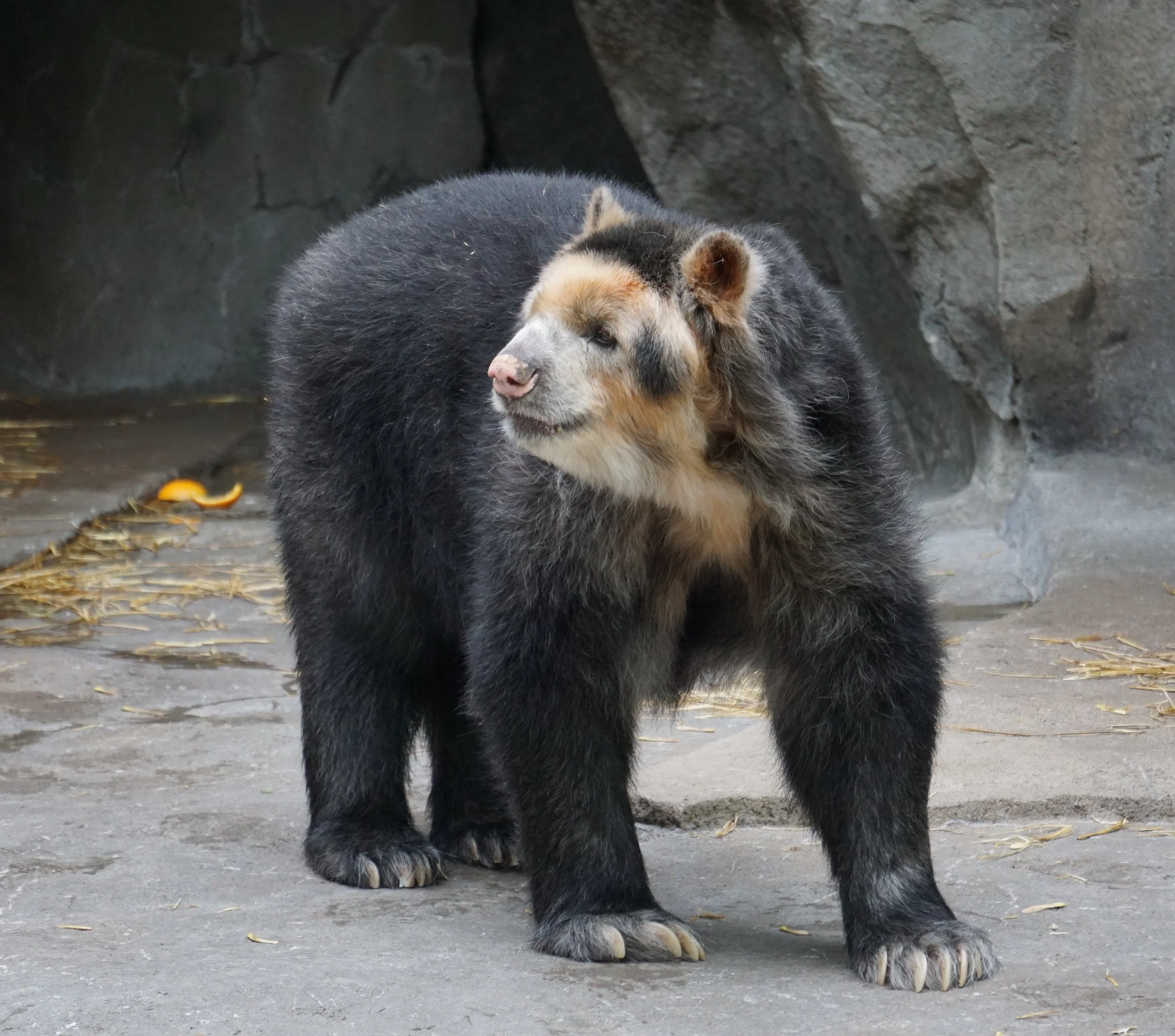 An Andean bear at Omaha’s Henry Doorly Zoo.