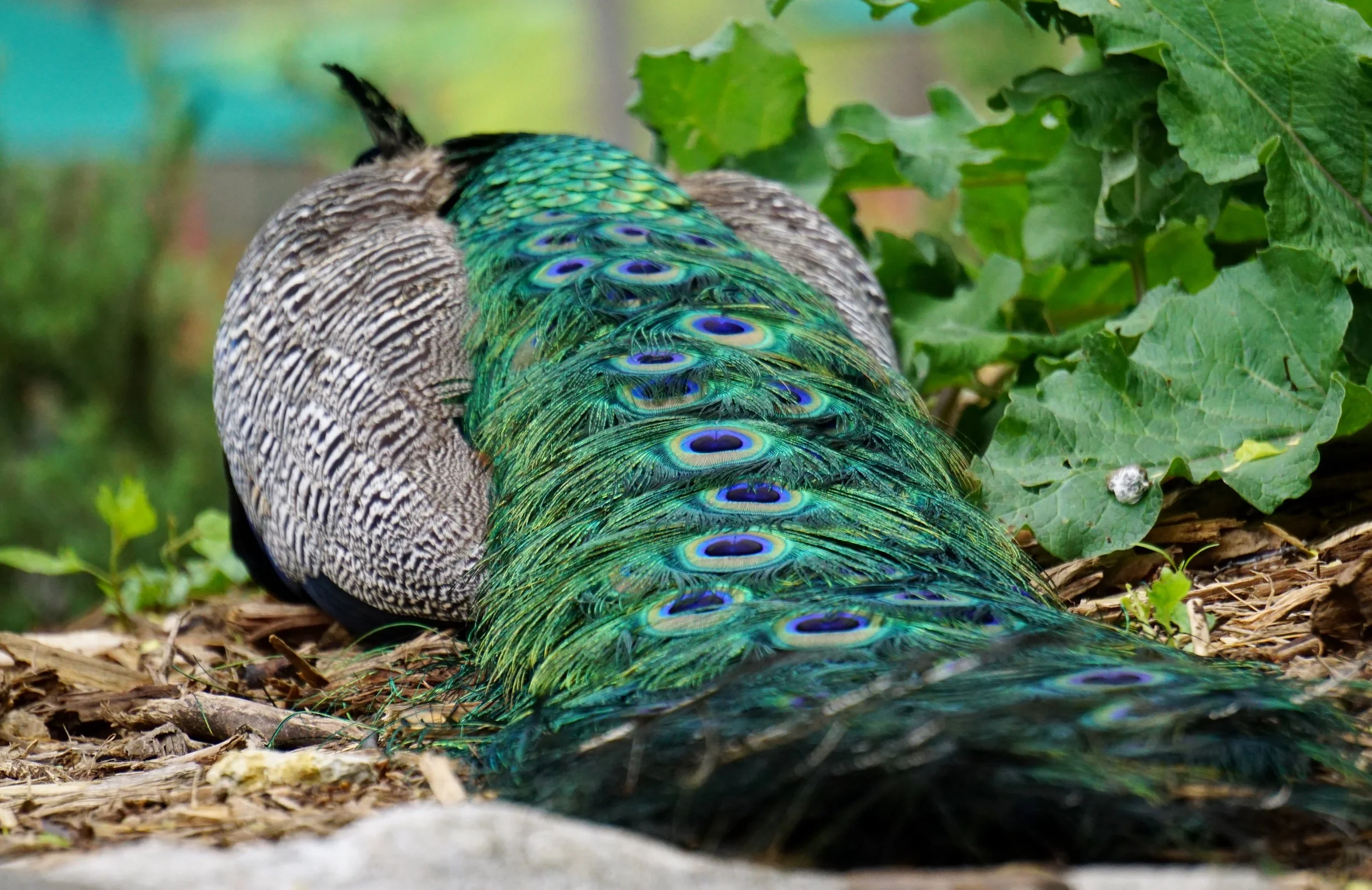 This peacock can relax because his tail keeps eyes out for predators.