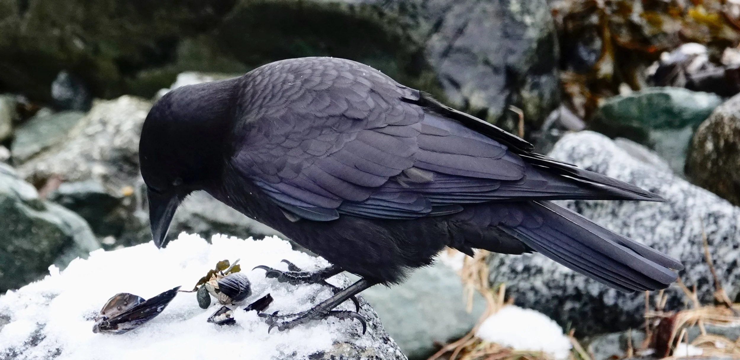 And in today’s views: A crow puts on some mussels.