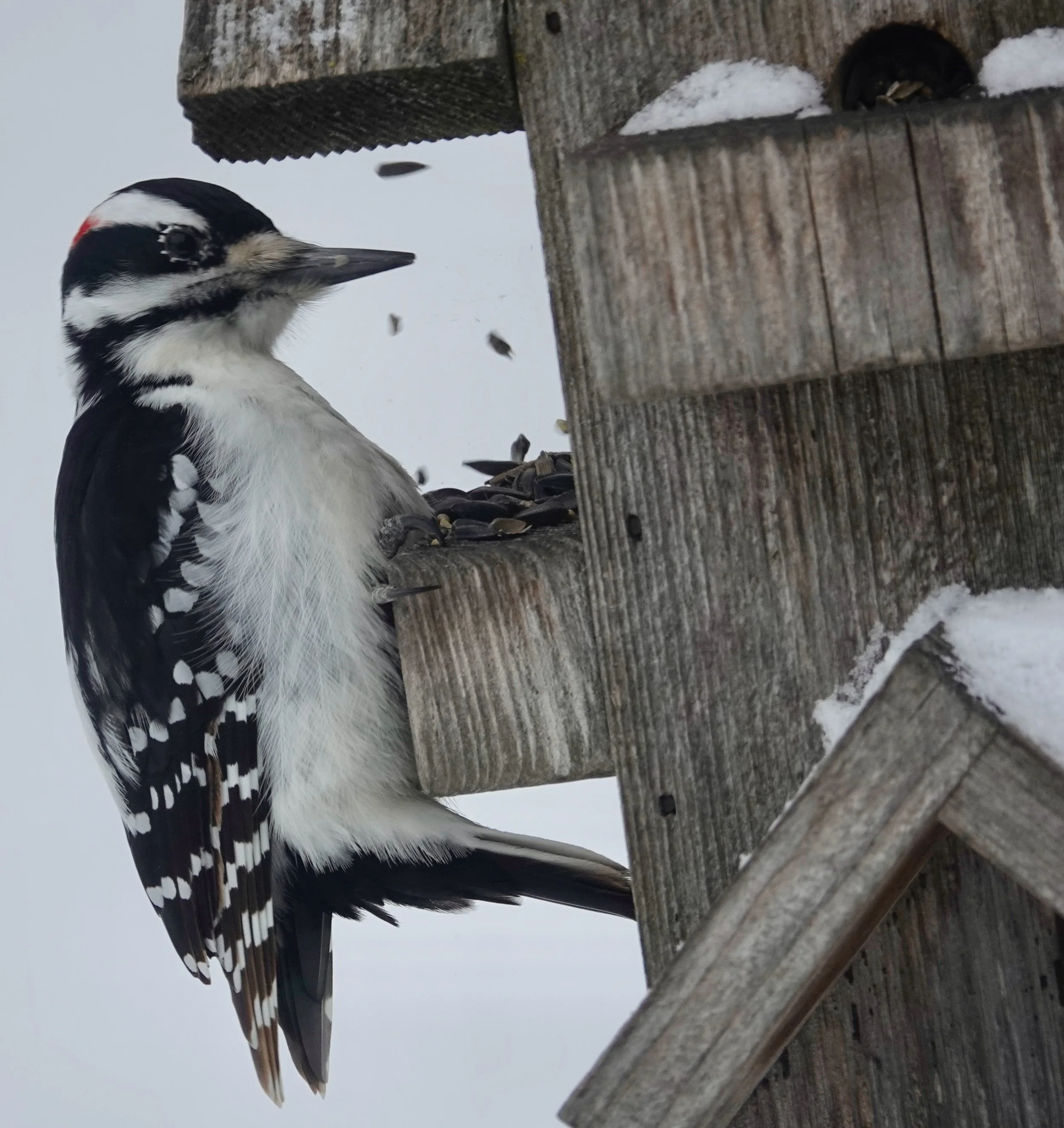 A hairy woodpecker is a magician that makes the sunflower seeds fly.