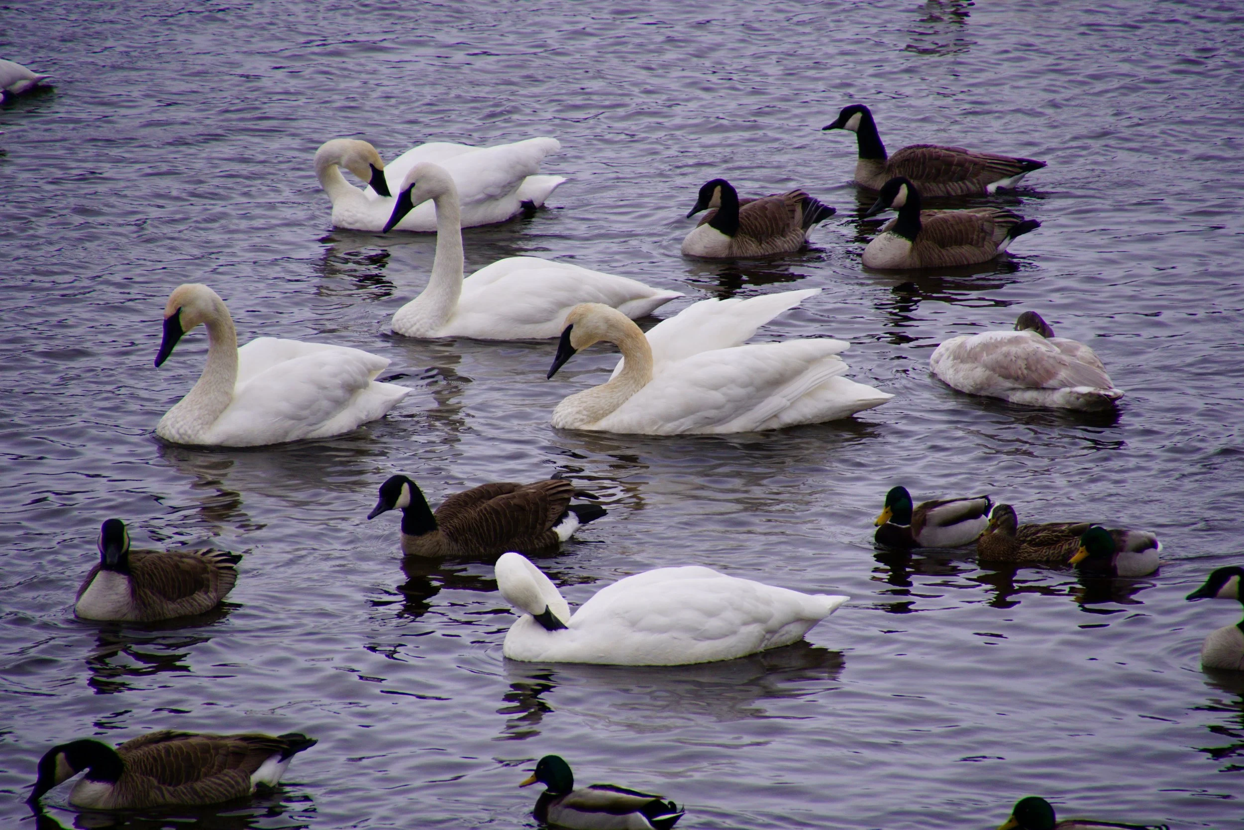 And in today’s views: trumpeter swans.