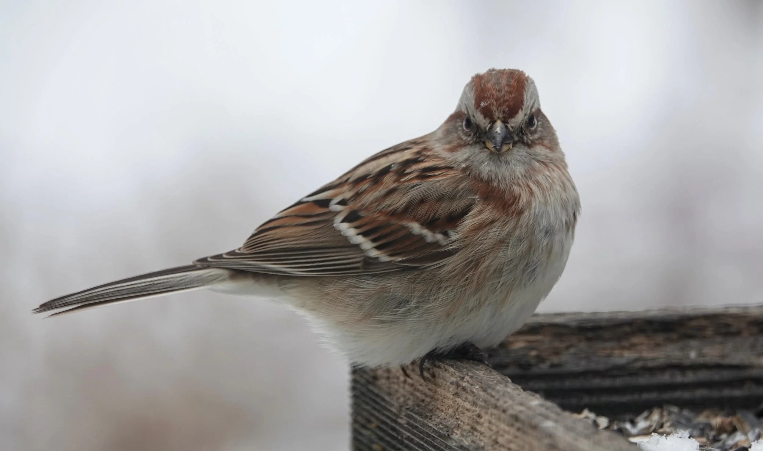 The American tree sparrow nests on or near the ground.