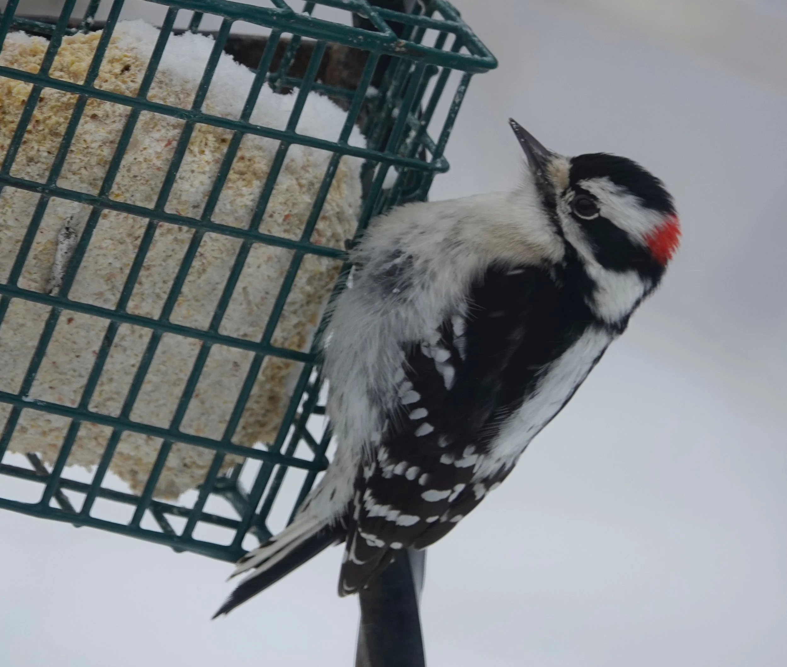Downy woodpeckers often prey upon suet.