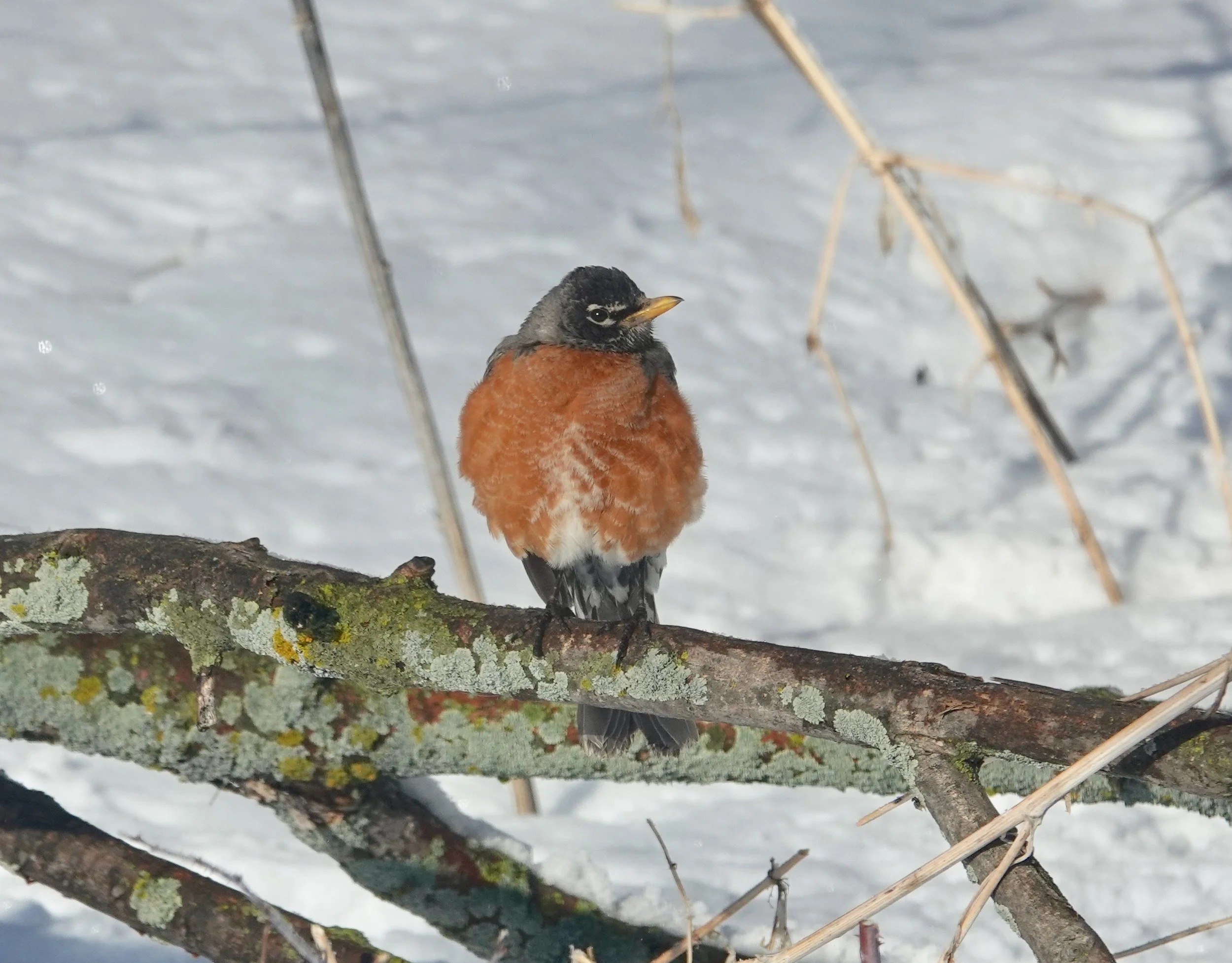 This fellow loves sunflower hearts or chips and spring.