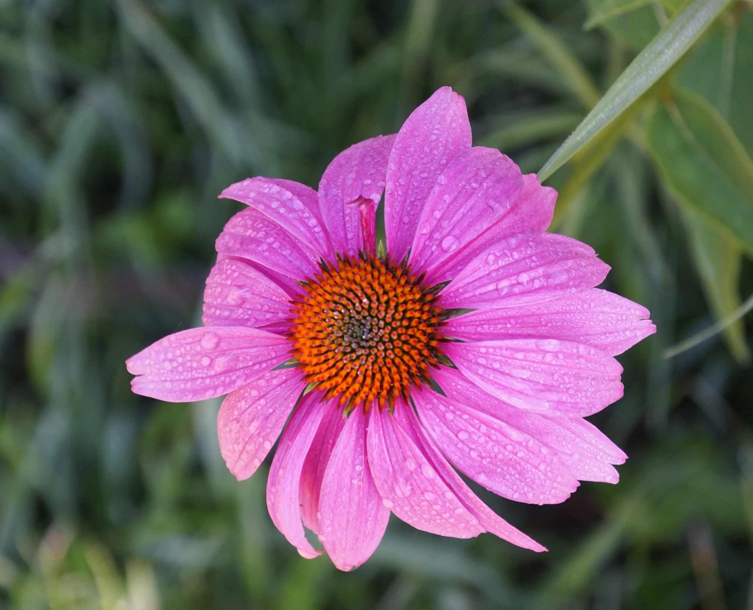 We’re getting rain and snow and everything in between today, but no flowers.