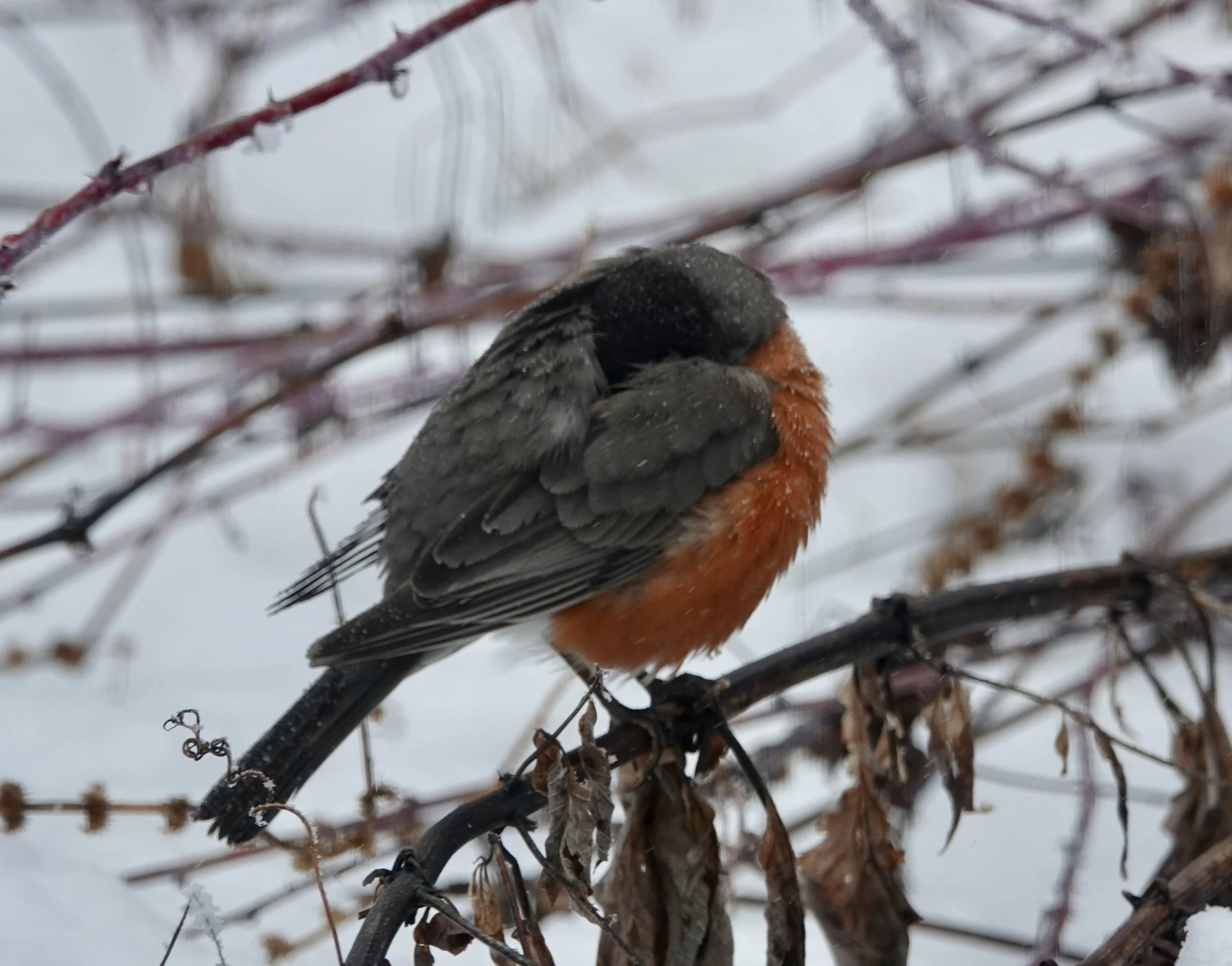 This robin has learned that sometimes a nap helps.