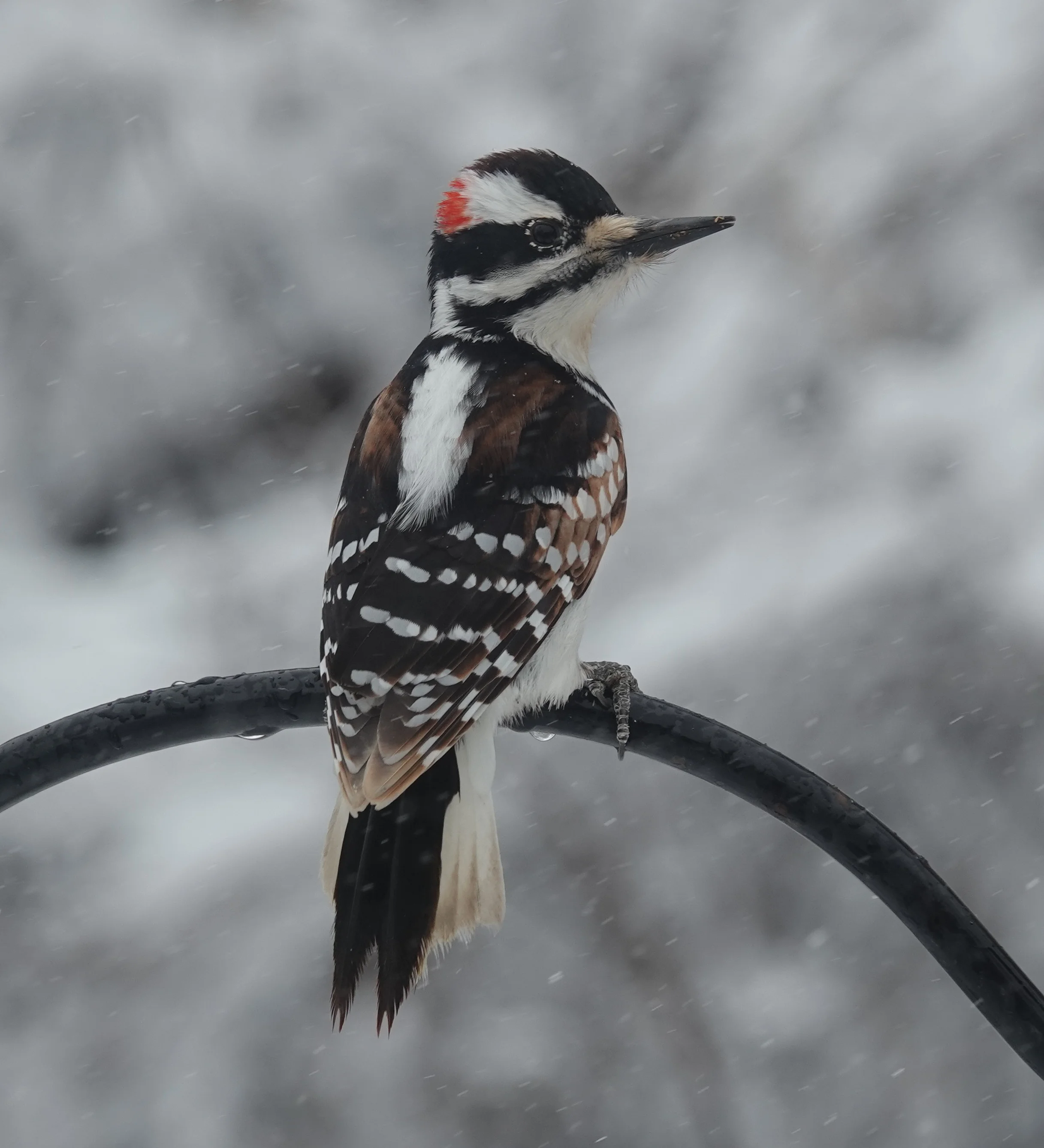 The hairy woodpecker tends to spend more time on tree trunks than the downy, which branches out.