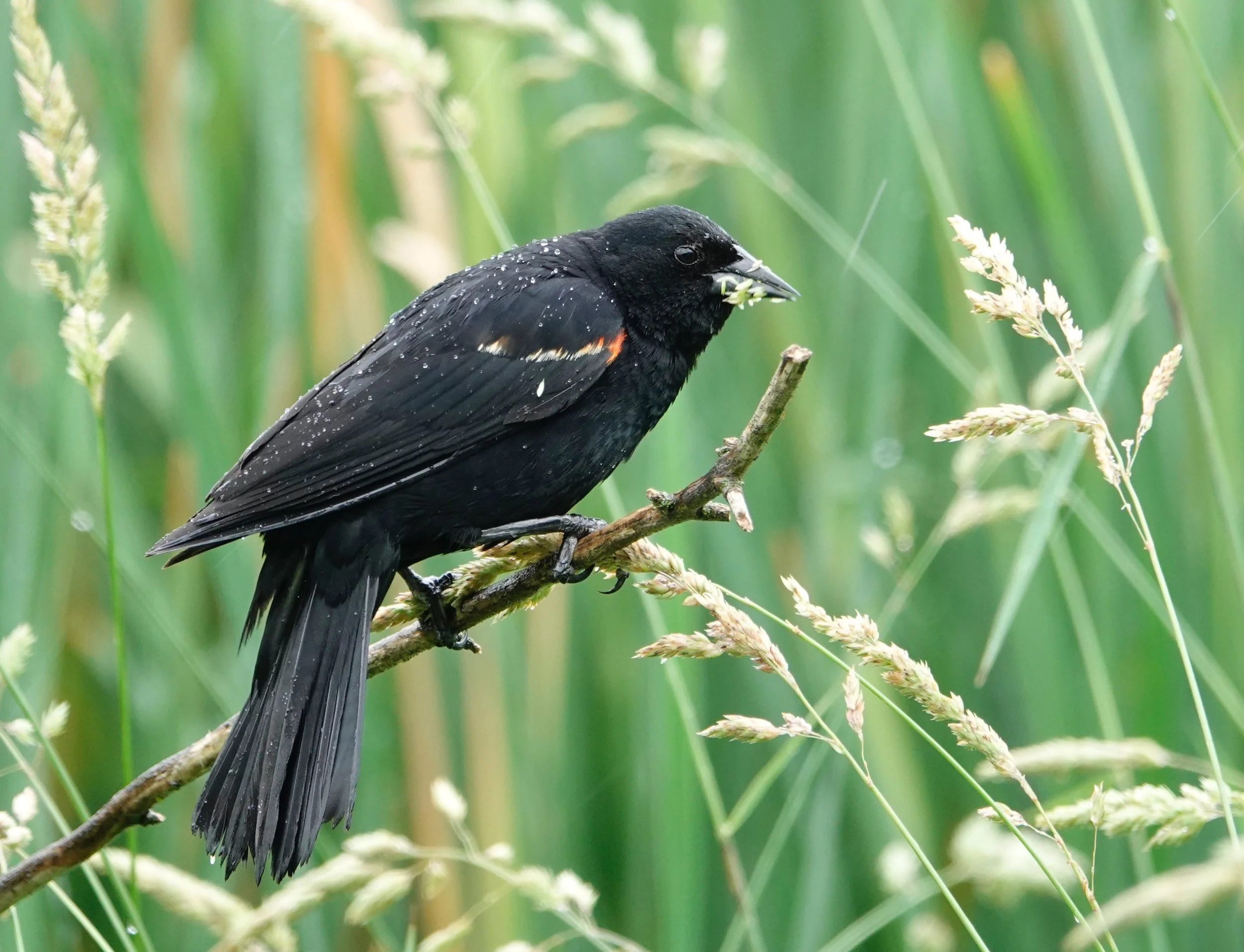 Red-winged blackbirds like a soggy stage.