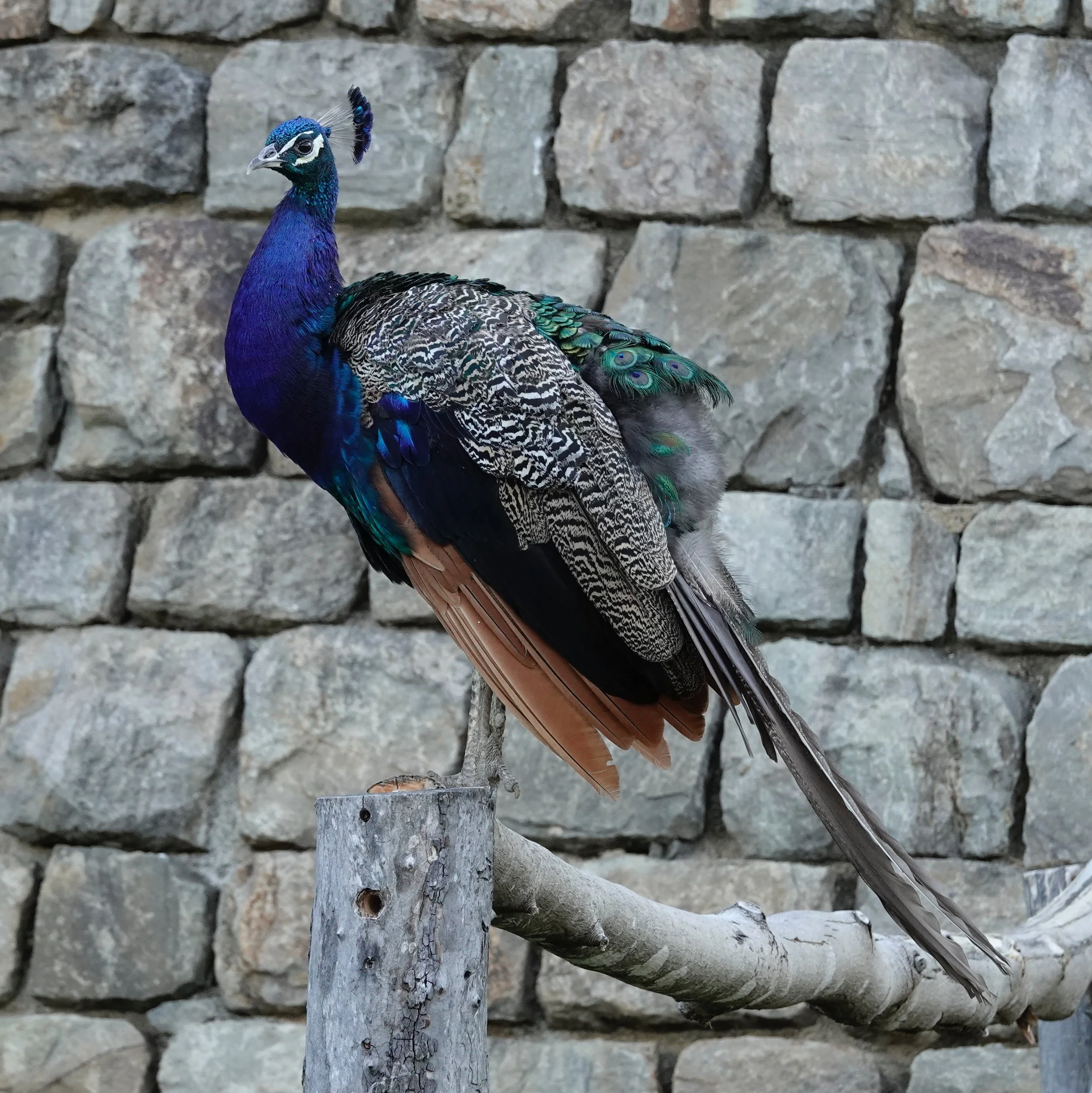 A group of peafowl is called a bevy.
